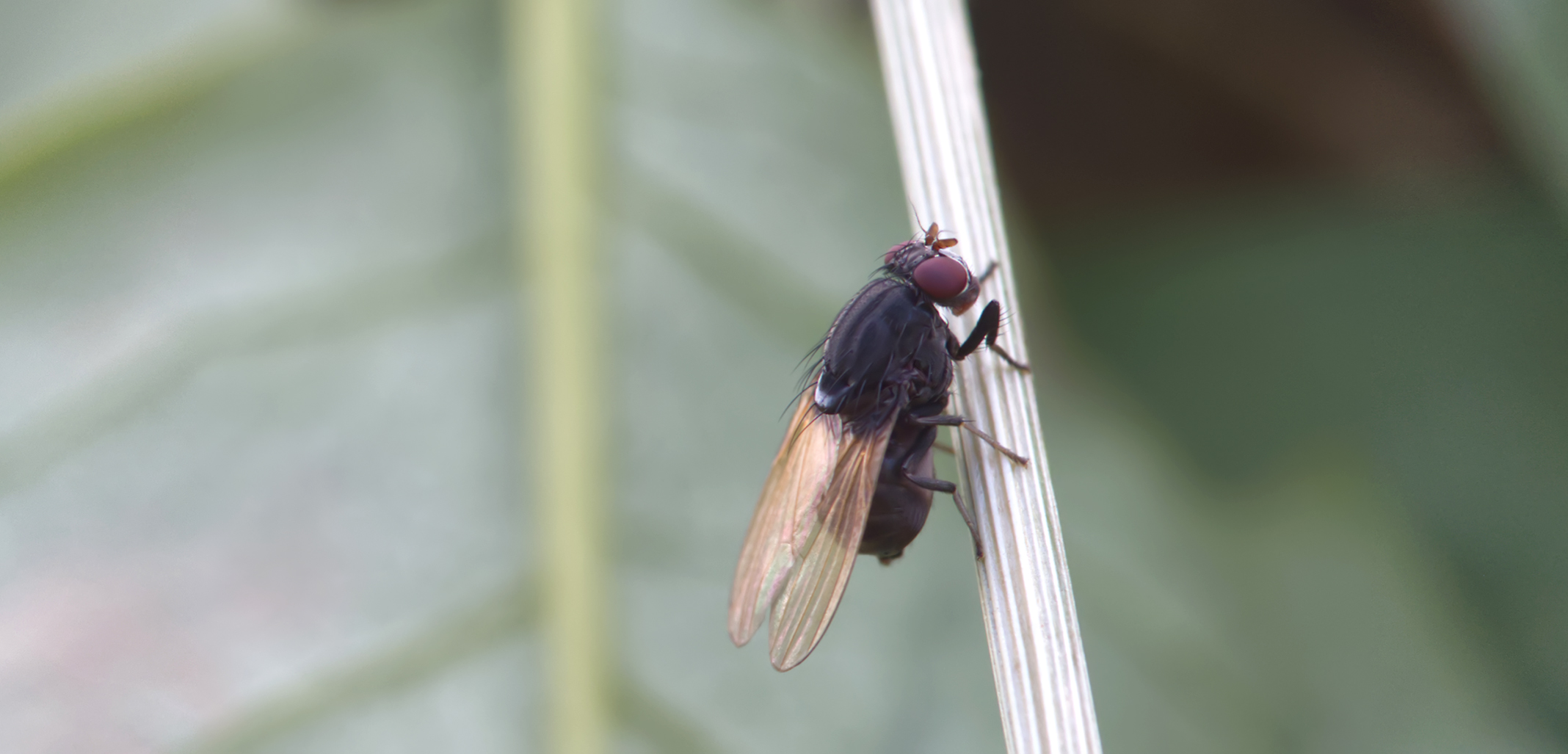 Polierfliege (Minettia longipennis02)