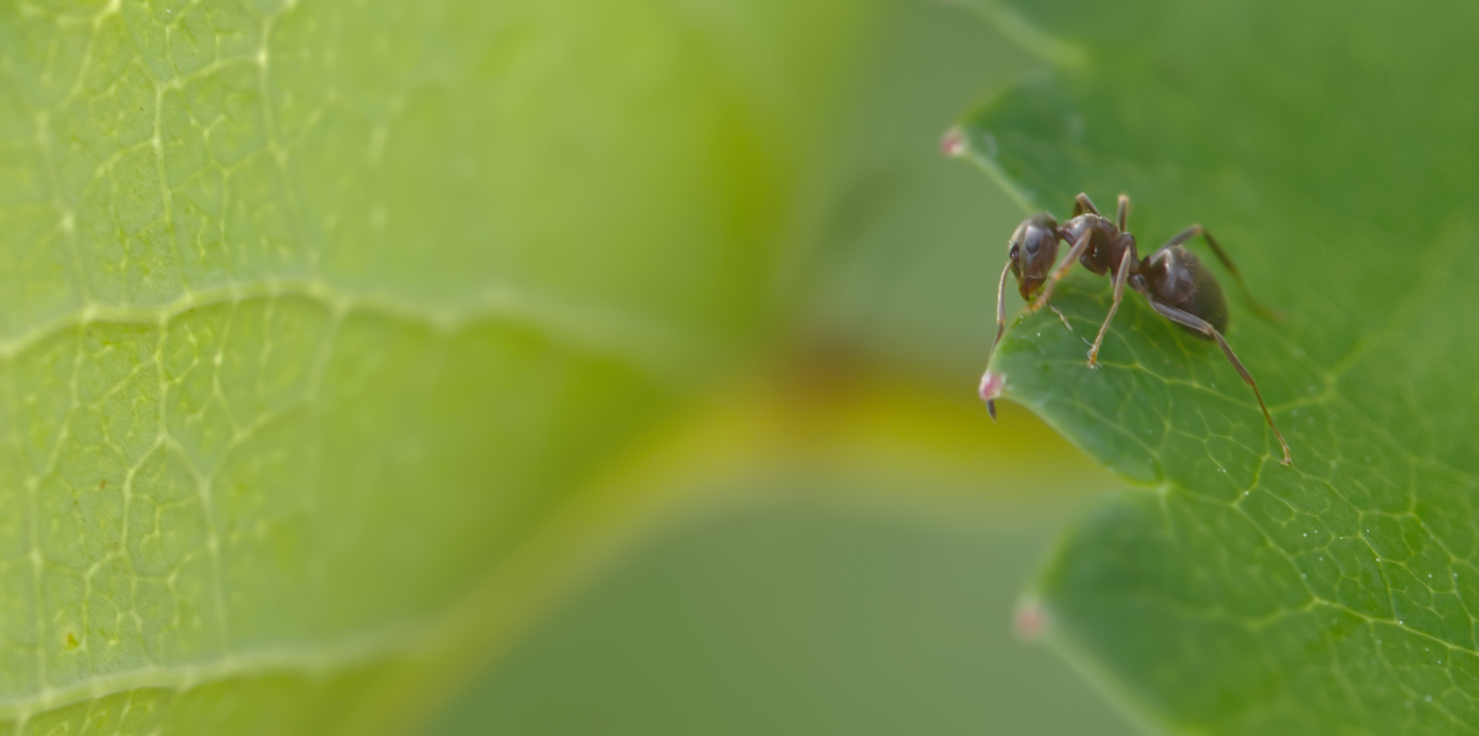 Braune Wegameise (Lasius brunneus)