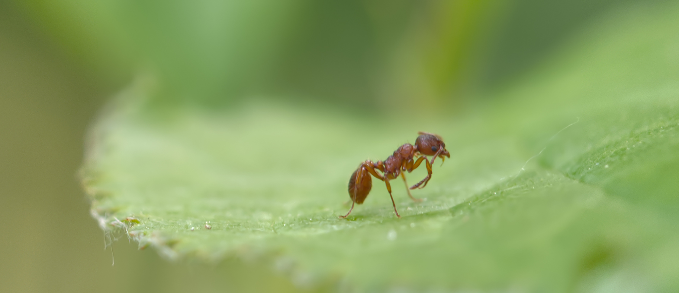 Gelbe Wiesenameise01 (Lasius flavus)