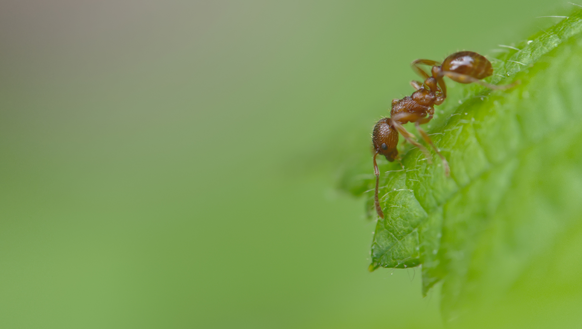 Gelbe Wiesenameise03 (Lasius flavus)