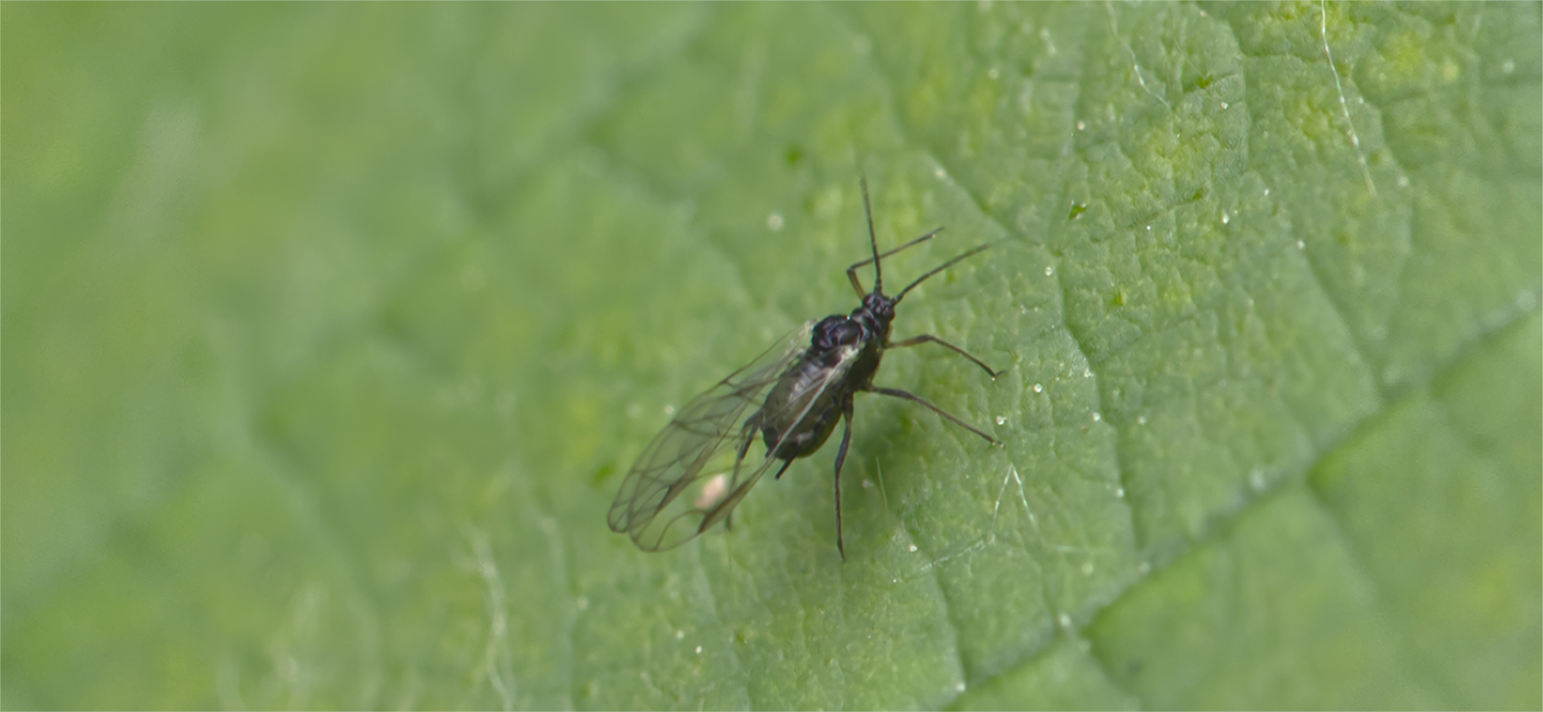 Efeublattlaus (Aphis hederae)