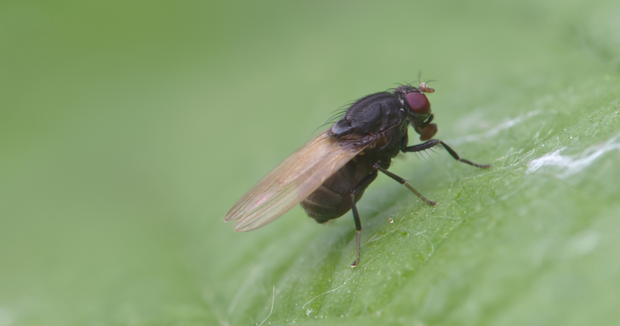 Polierfliege (Minettia longipennis01)