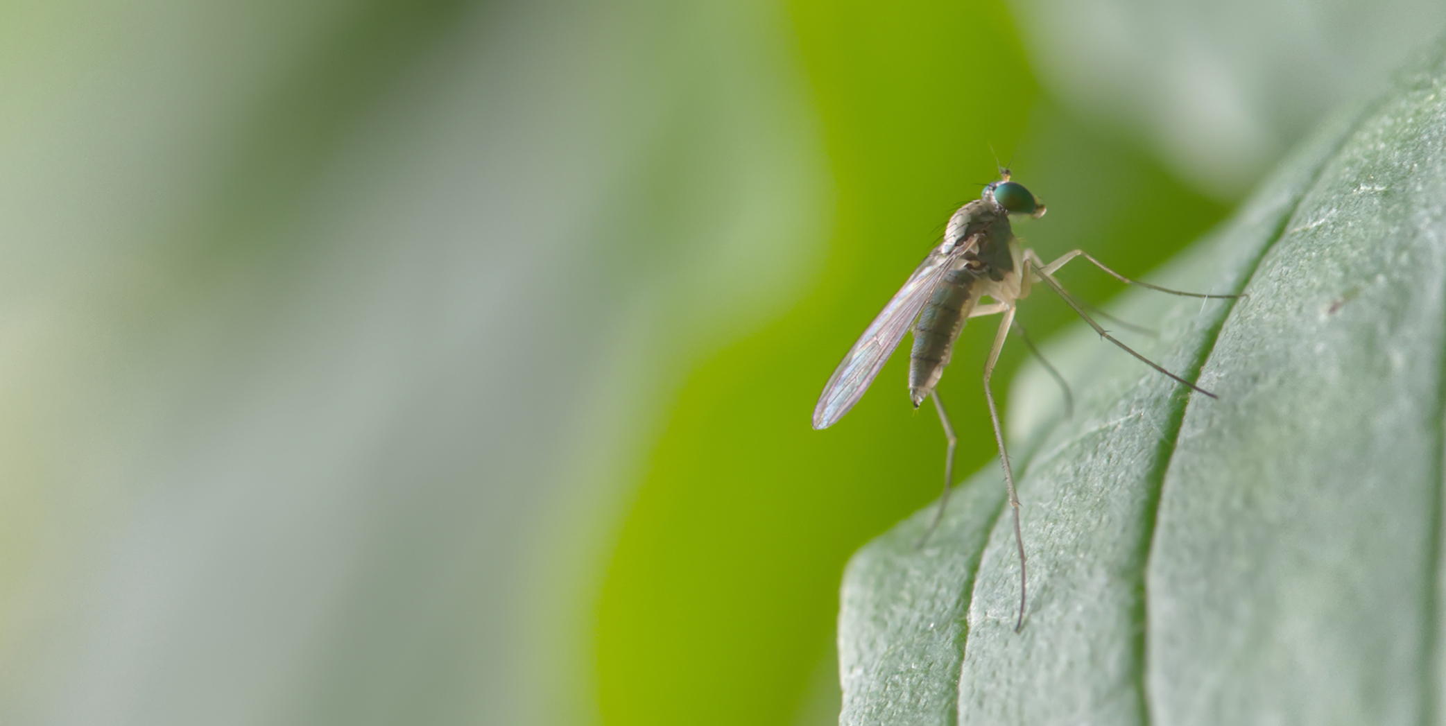 Langbeinfliege (Sciapus platypterus)