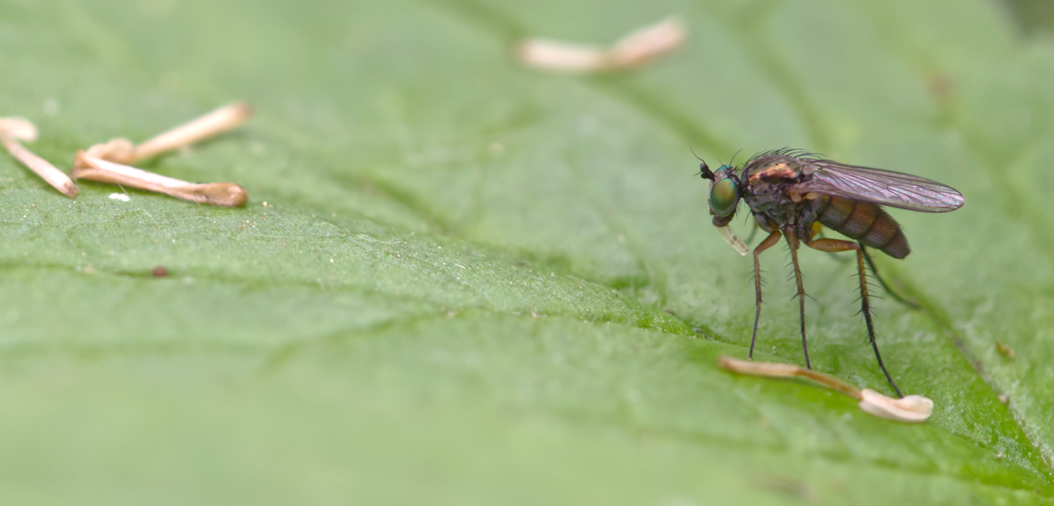 Langbeinfliege (Dolichopus trivialis)