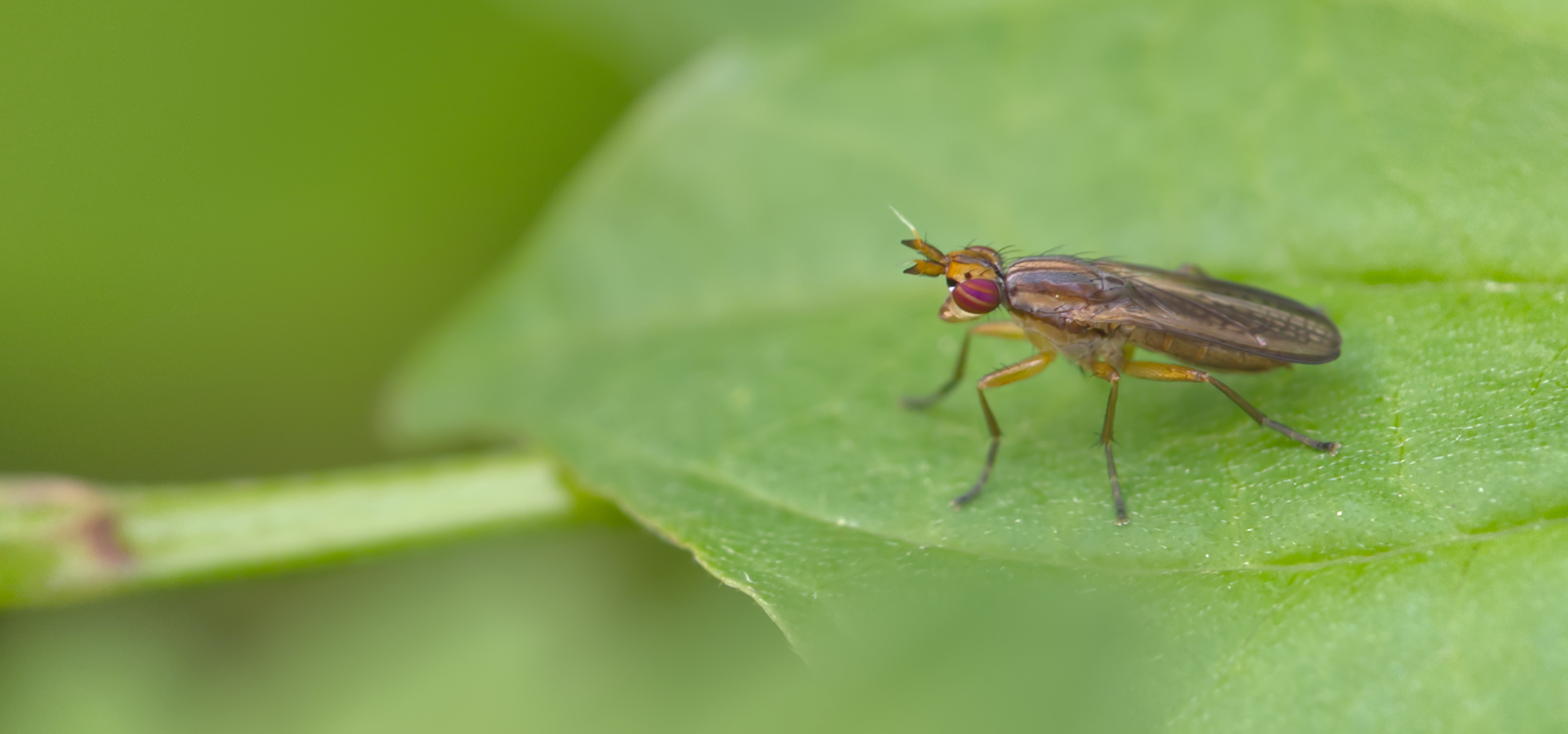 Hornfliege (Euthycera fumigata)