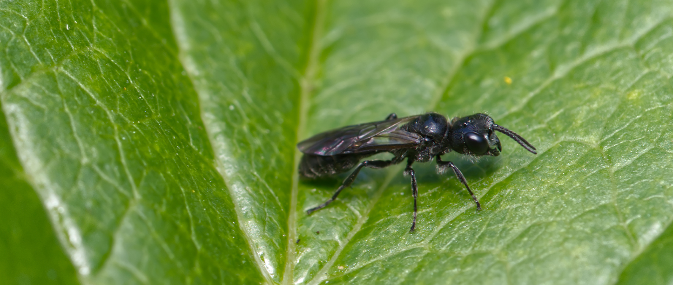 Grabwespe (Passaloecus gracilis)