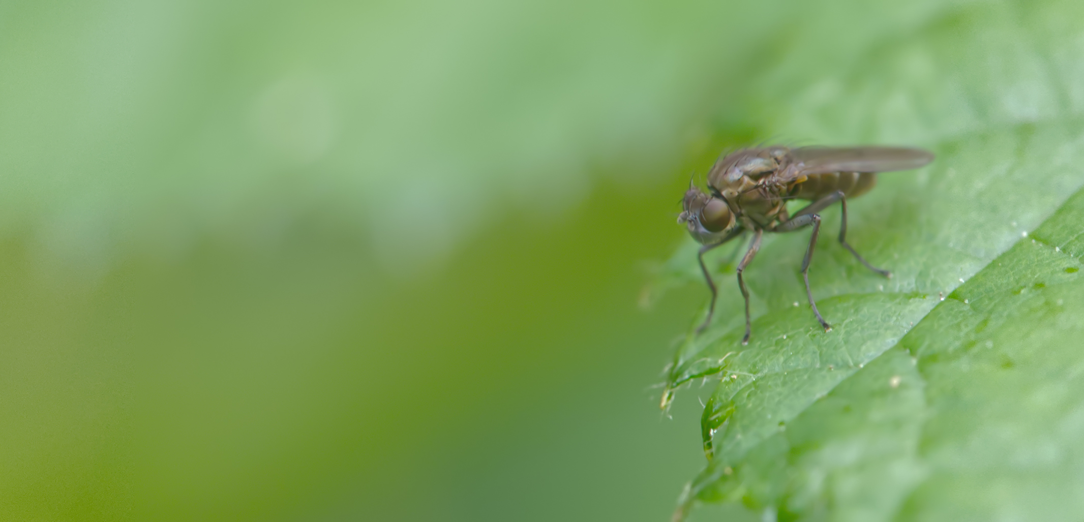 Minierfliege (Phytomyza horticola)