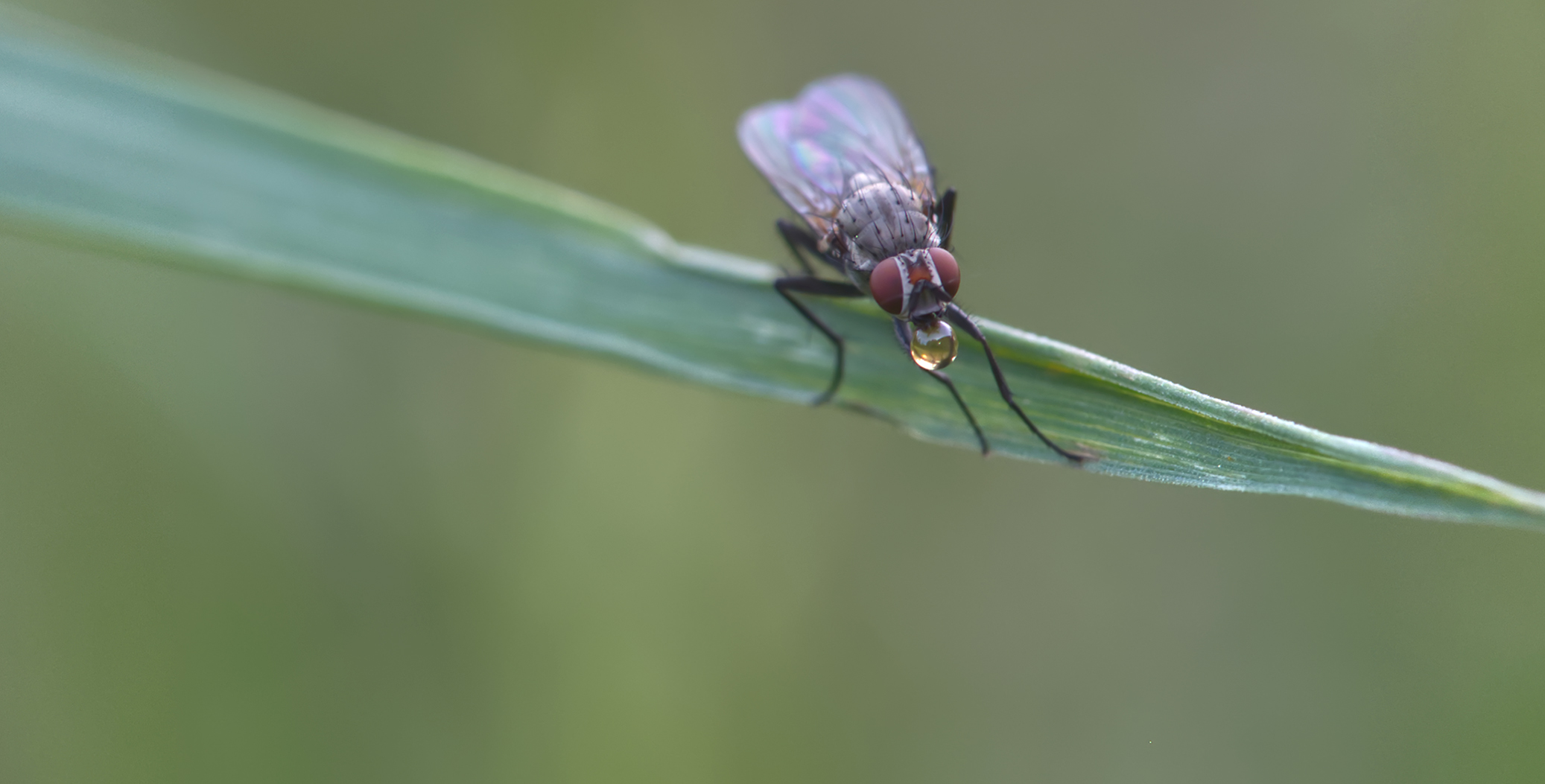 Echte Fliege (Coenosia humilis - mit Verdauungstropfentropfen)