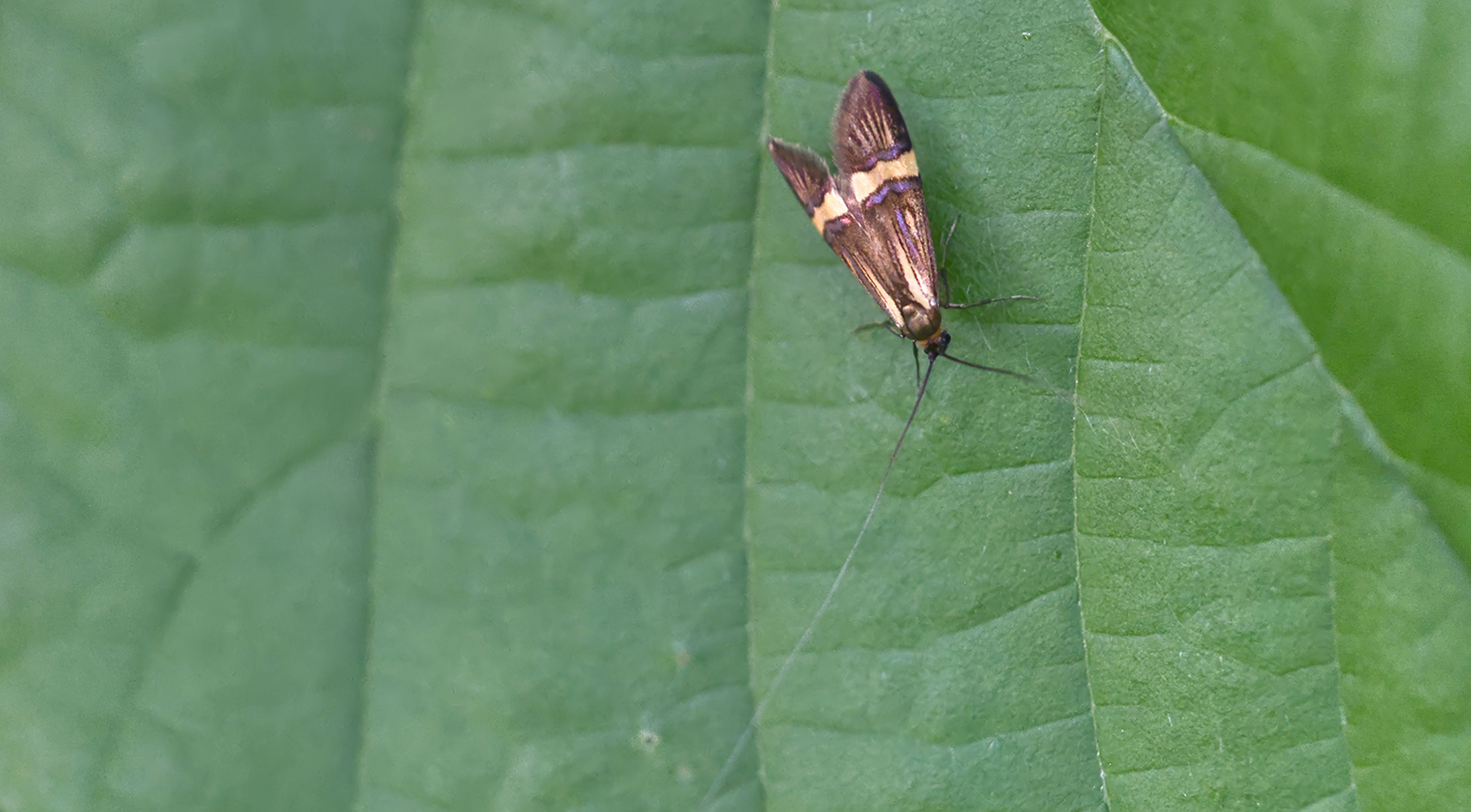 Scopolis Langhornfalter02 (Nemophora scopolii)