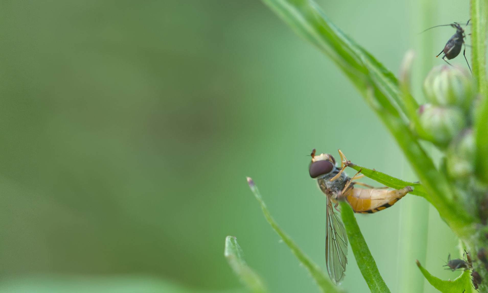 Hainschwebfliege bei den Blattläusen (Episyrphus balteatus)