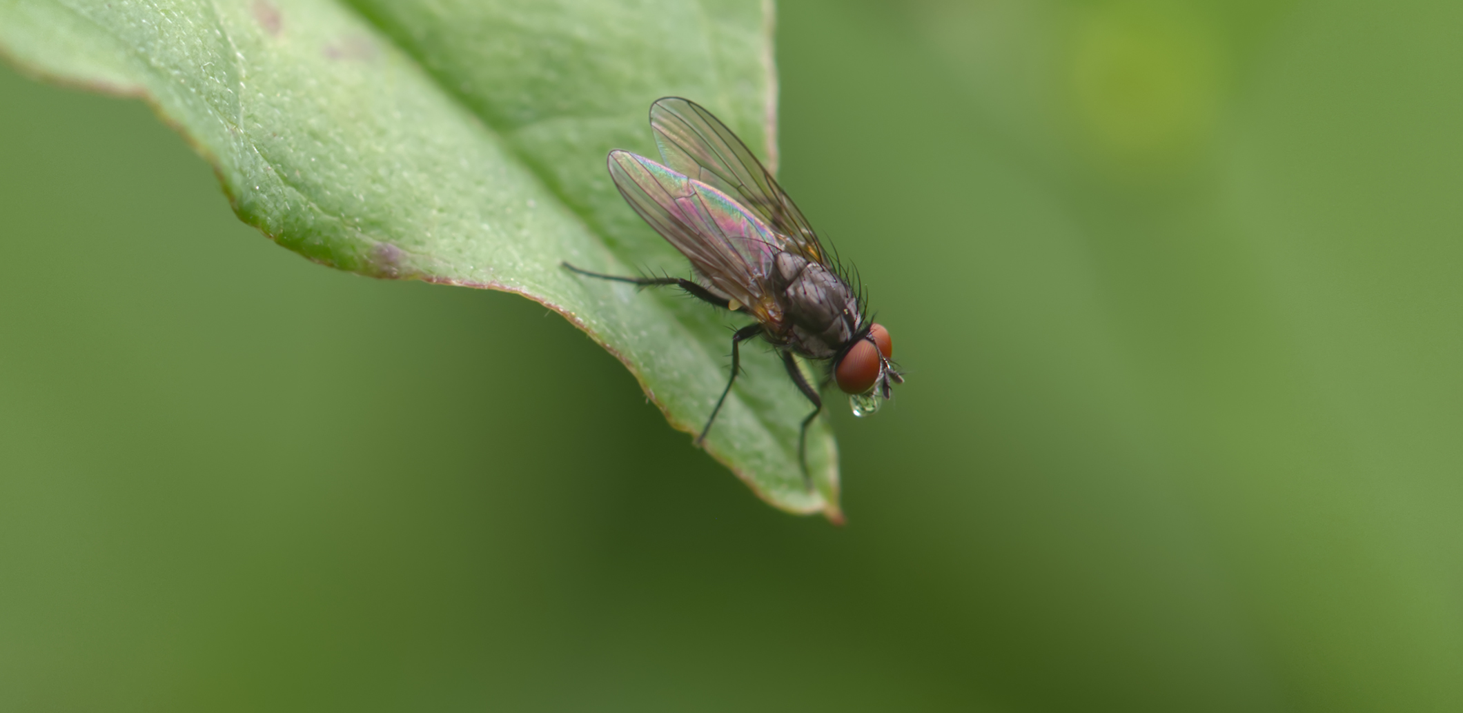 Echte Fliege (Thricops nigrifrons - mit Verdauungstropfen)