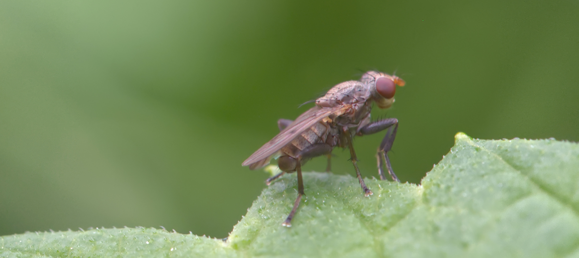 Grasfliege (Opomyza petrei)