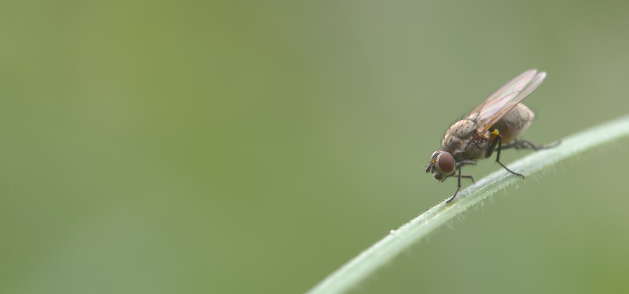 Sumpffliege (Hydrellia griseola)