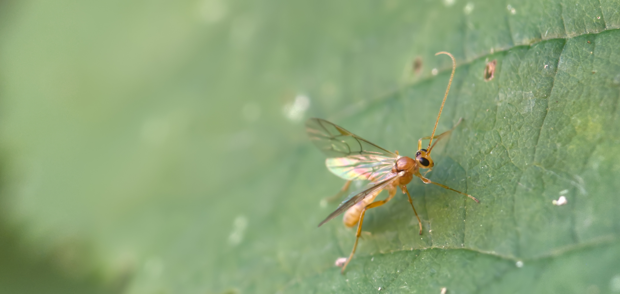 Blattwespe (Hoplocampa crataegi)