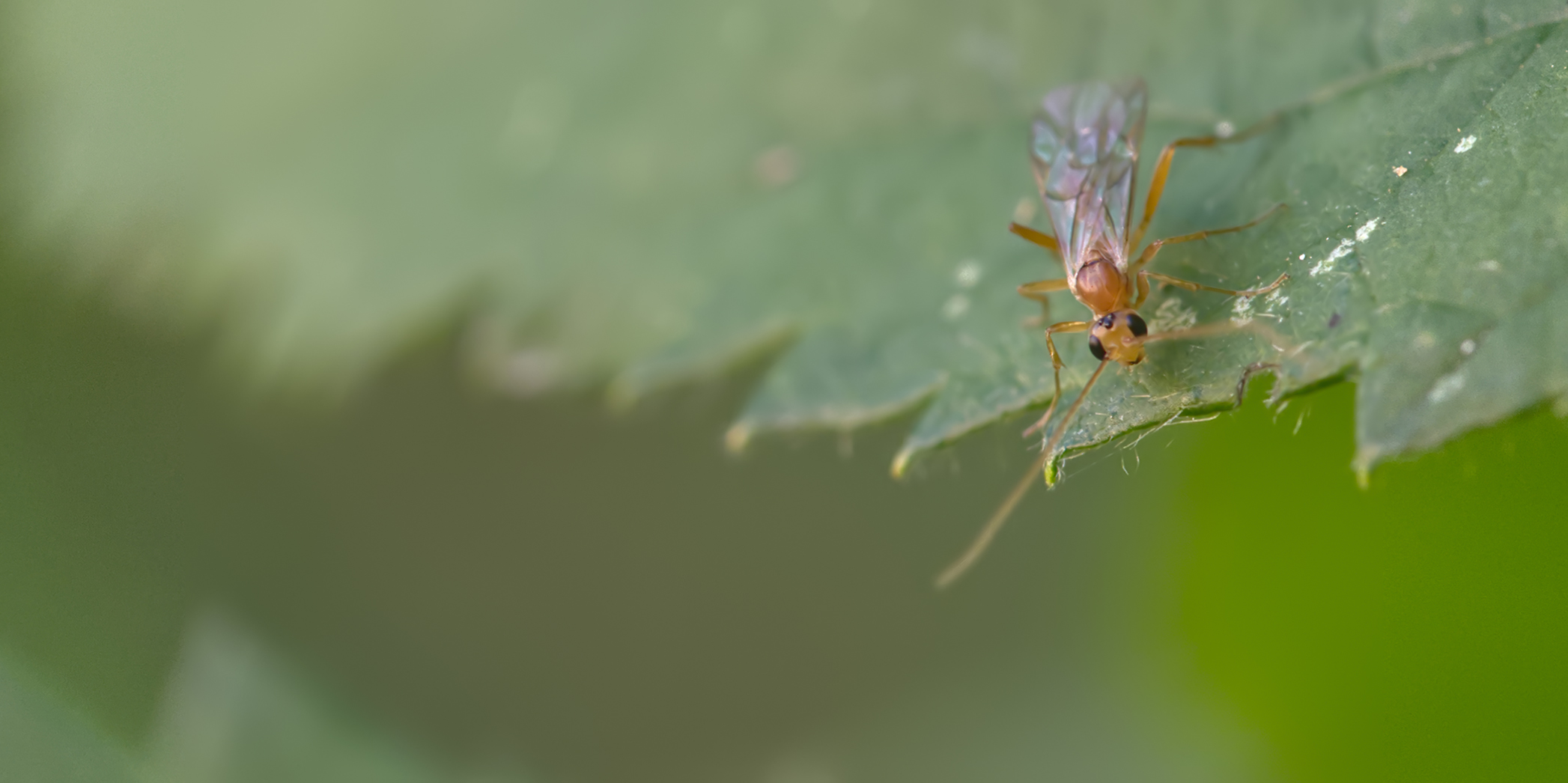 Blattwespe (Hoplocampa crataegi)