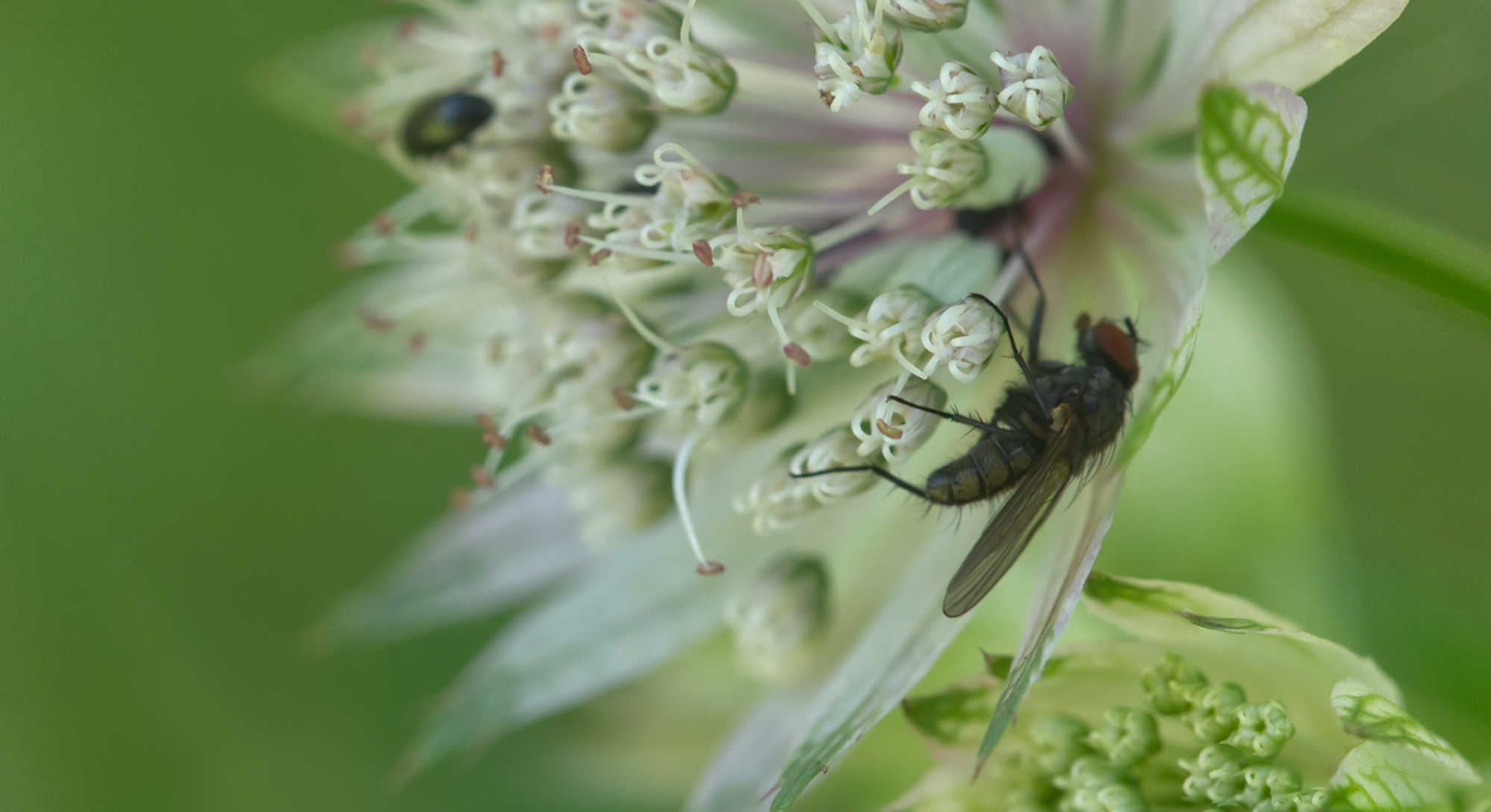 Kleine Kohlfliege02 (Delia radicum)