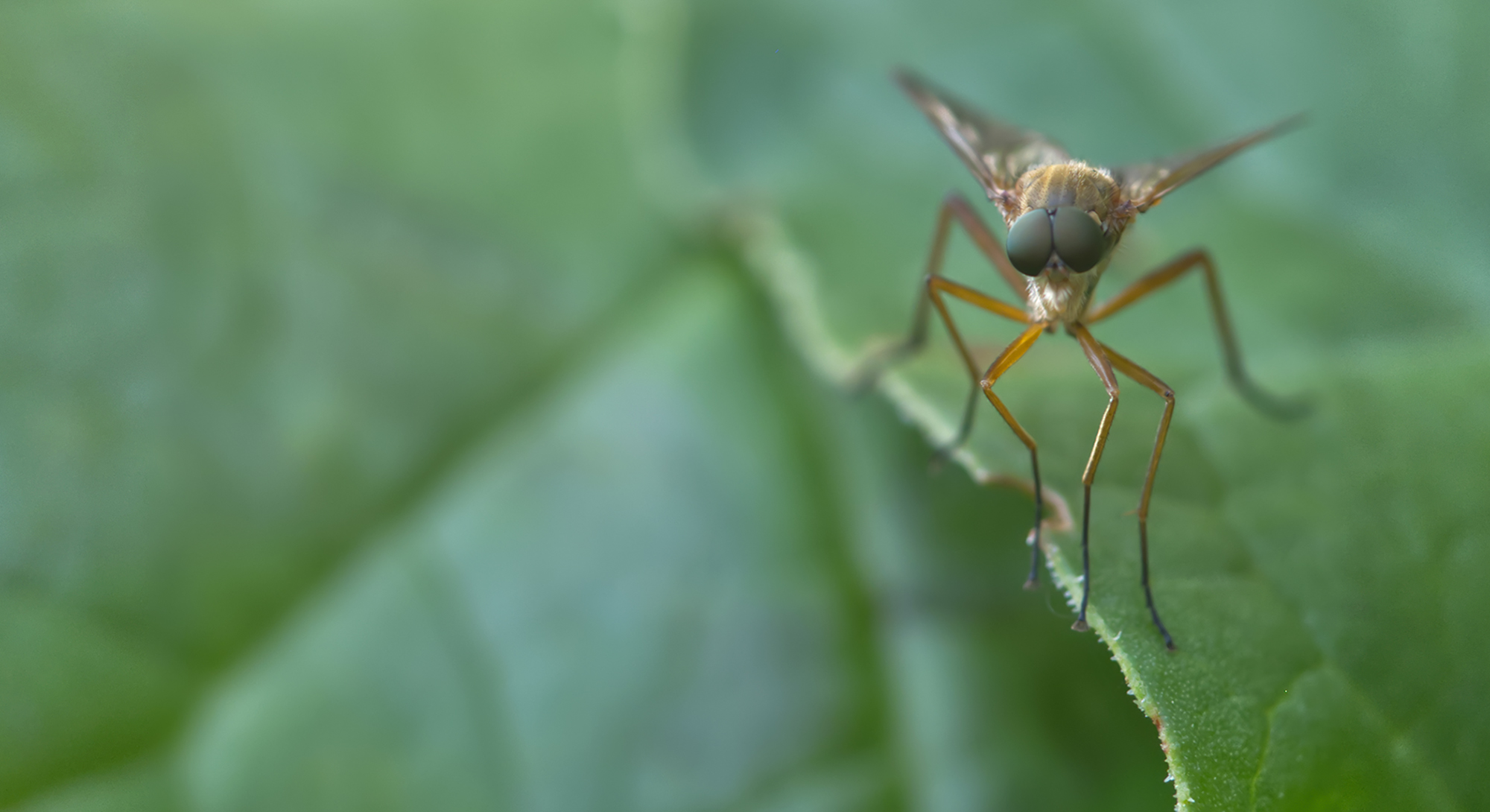 Goldgelbe Schnepfenfliege frontal (Rhagio tringarius)