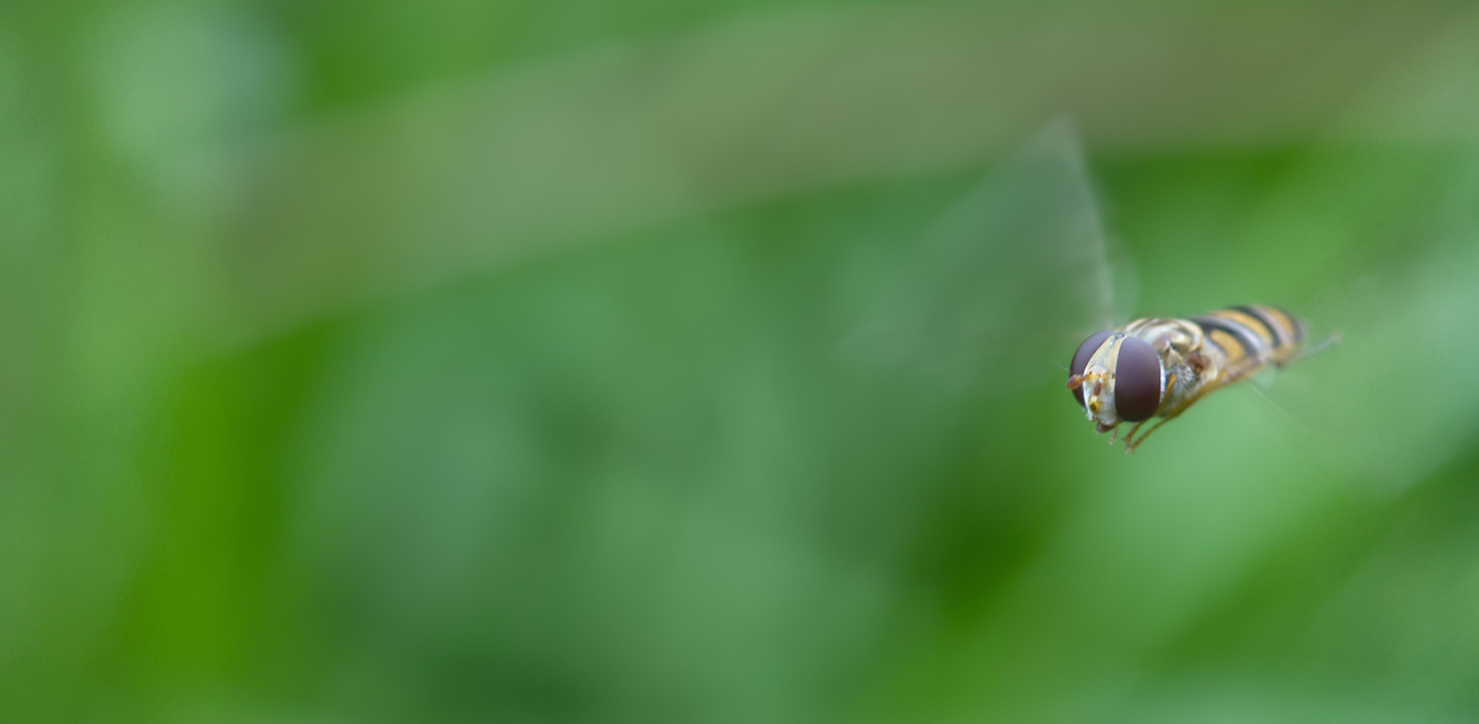 Hainschwebfliege Flug (Episyrphus balteatus)