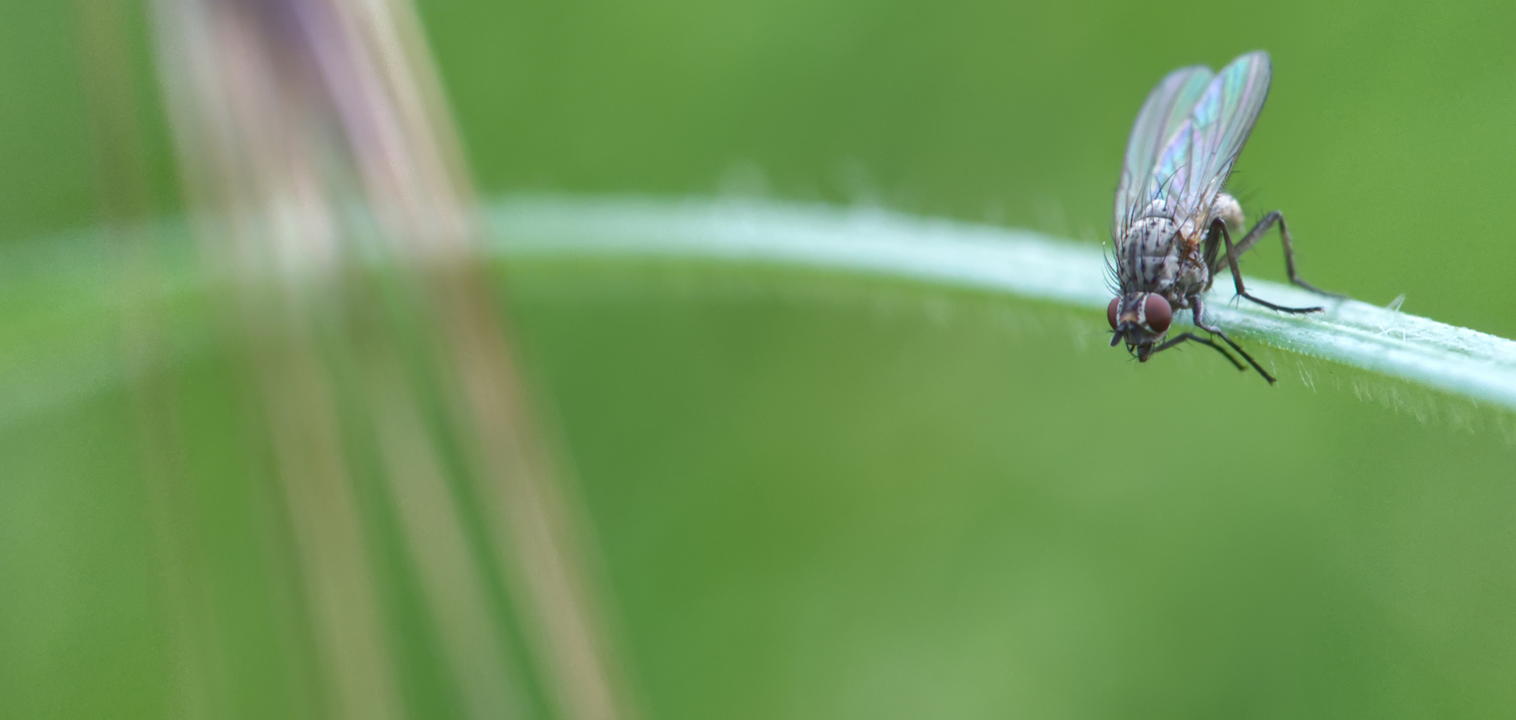 Echte Fliege (Coenosia humilis)