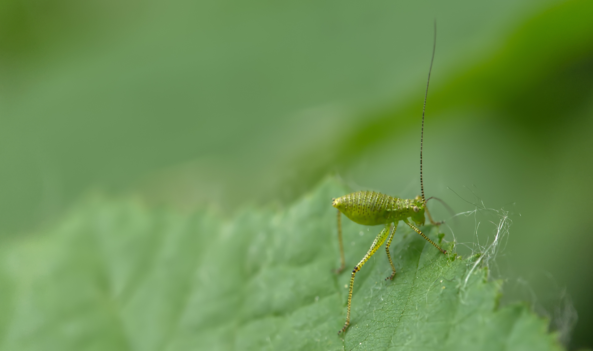 Punktierte Zartschrecke Nymphe (Leptophyes punctatissima)