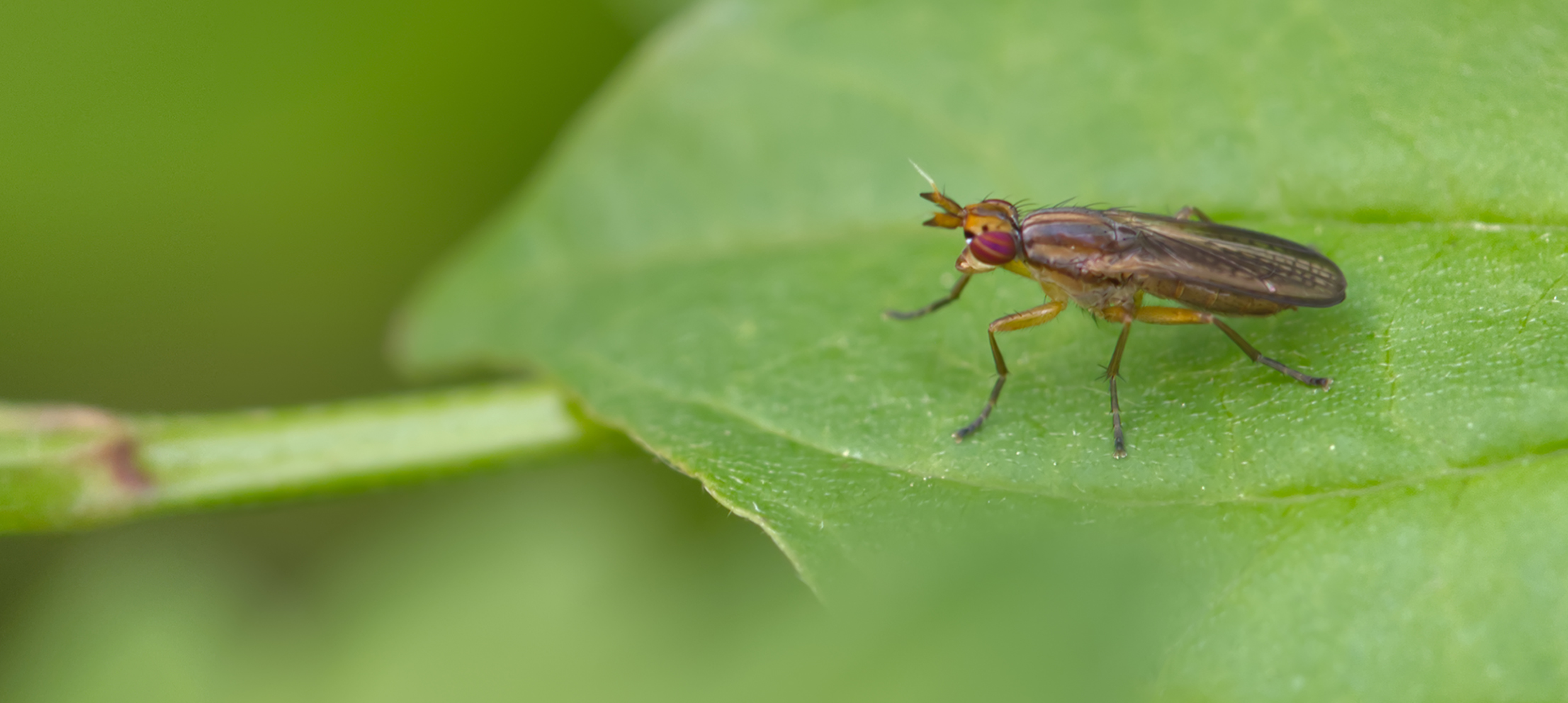 Hornfliege (Euthycera fumigata)