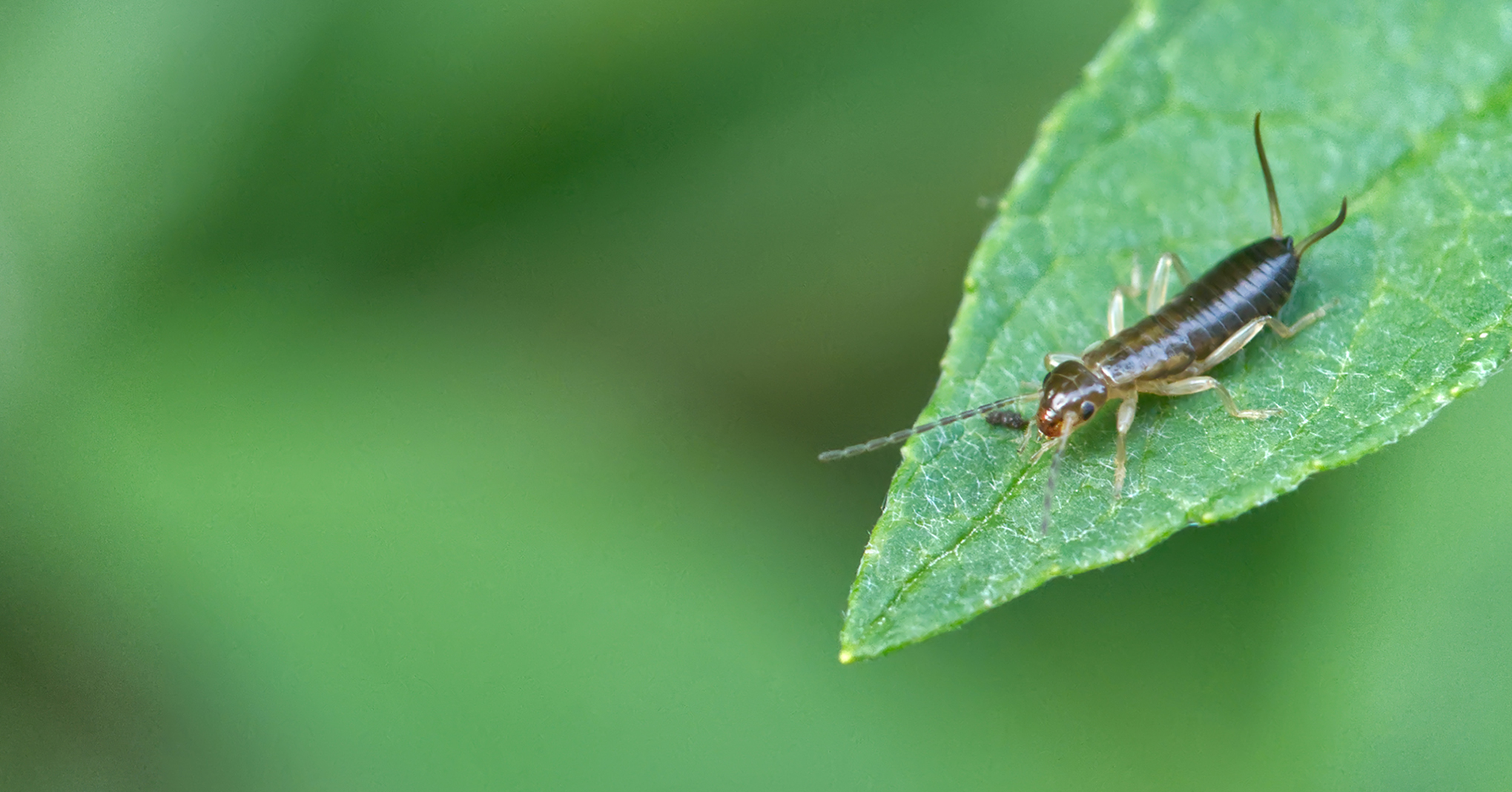 Gebüsch-Ohrwurm Nymphe (Apterygida albipennis)