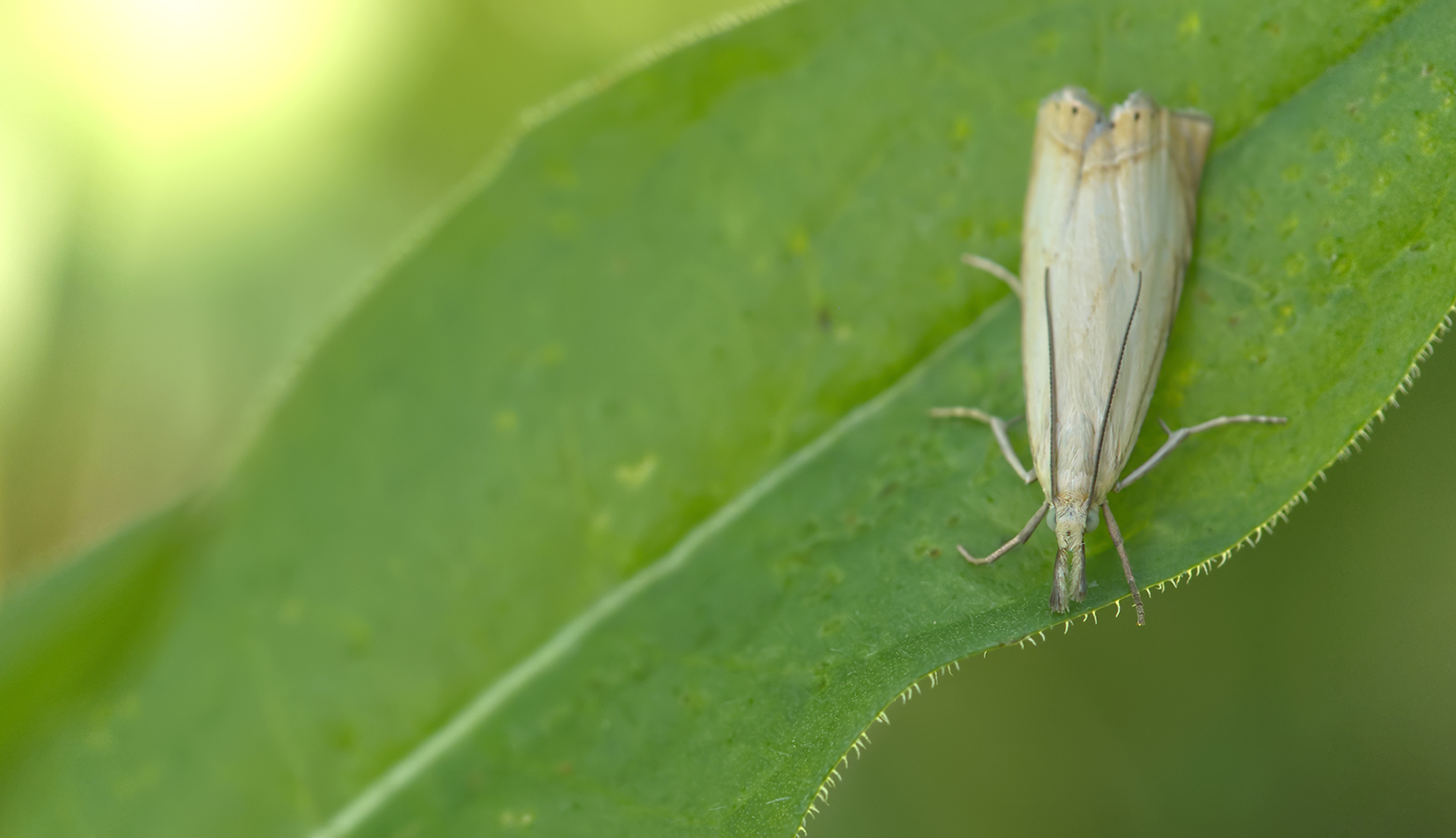 Zünsler (Chrysoteuchia culmella)