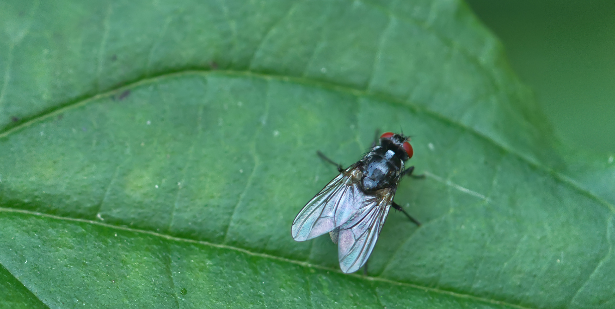 Echte Fliege (Polietes domitor)