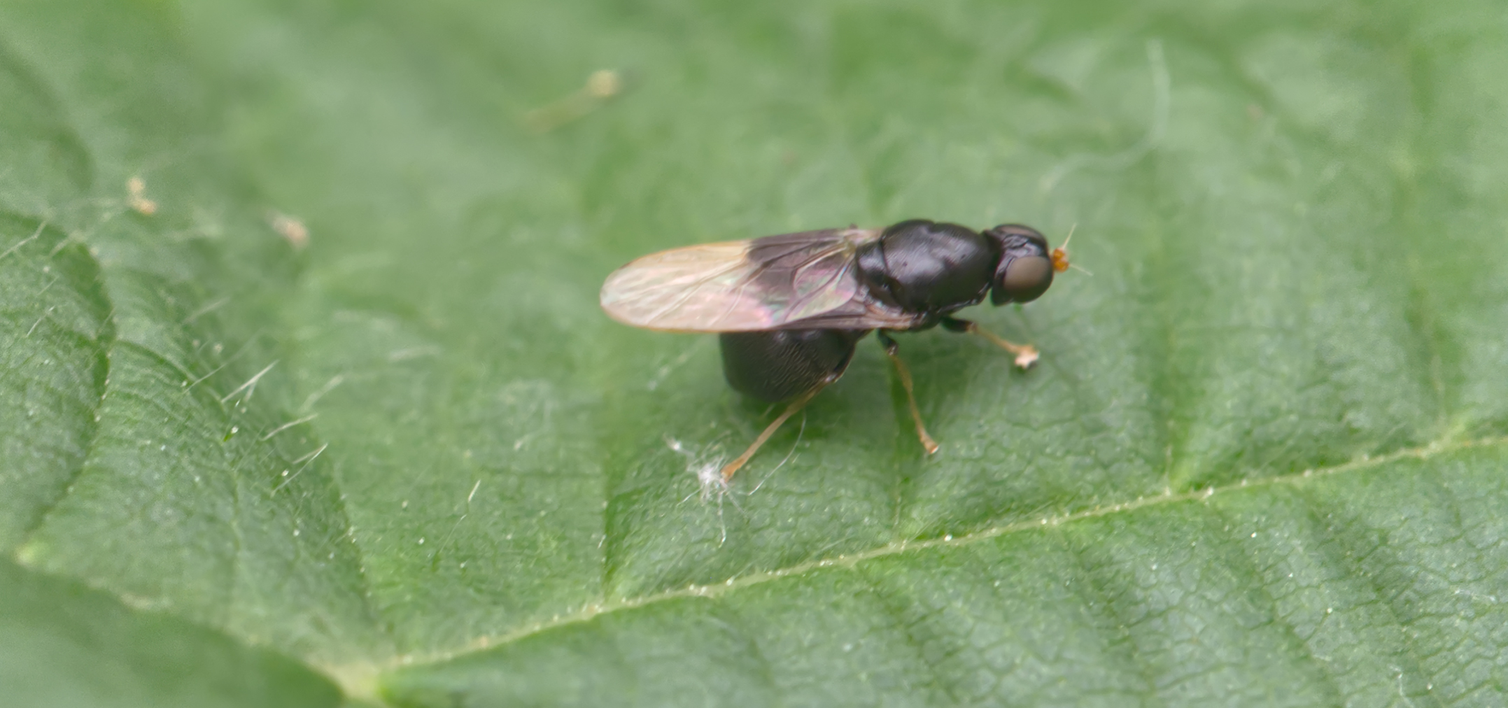 Waffenfliege (Eupachygaster tarsalis)