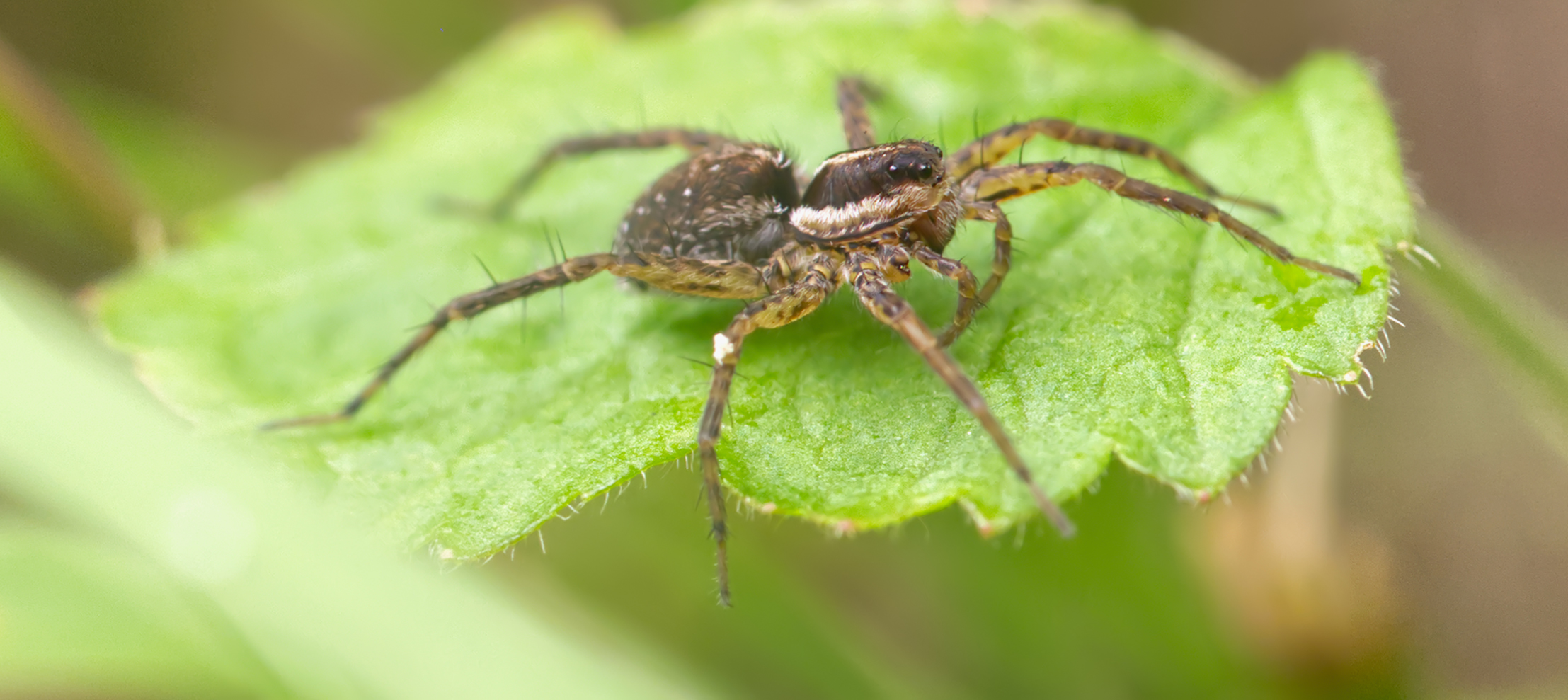 Magerrasen-Laufwolf (Pardosa monticola)