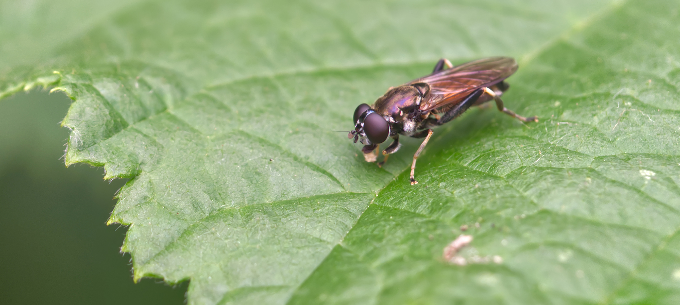 Gemeine Langbauchschwebfliege (Xylota segnis)