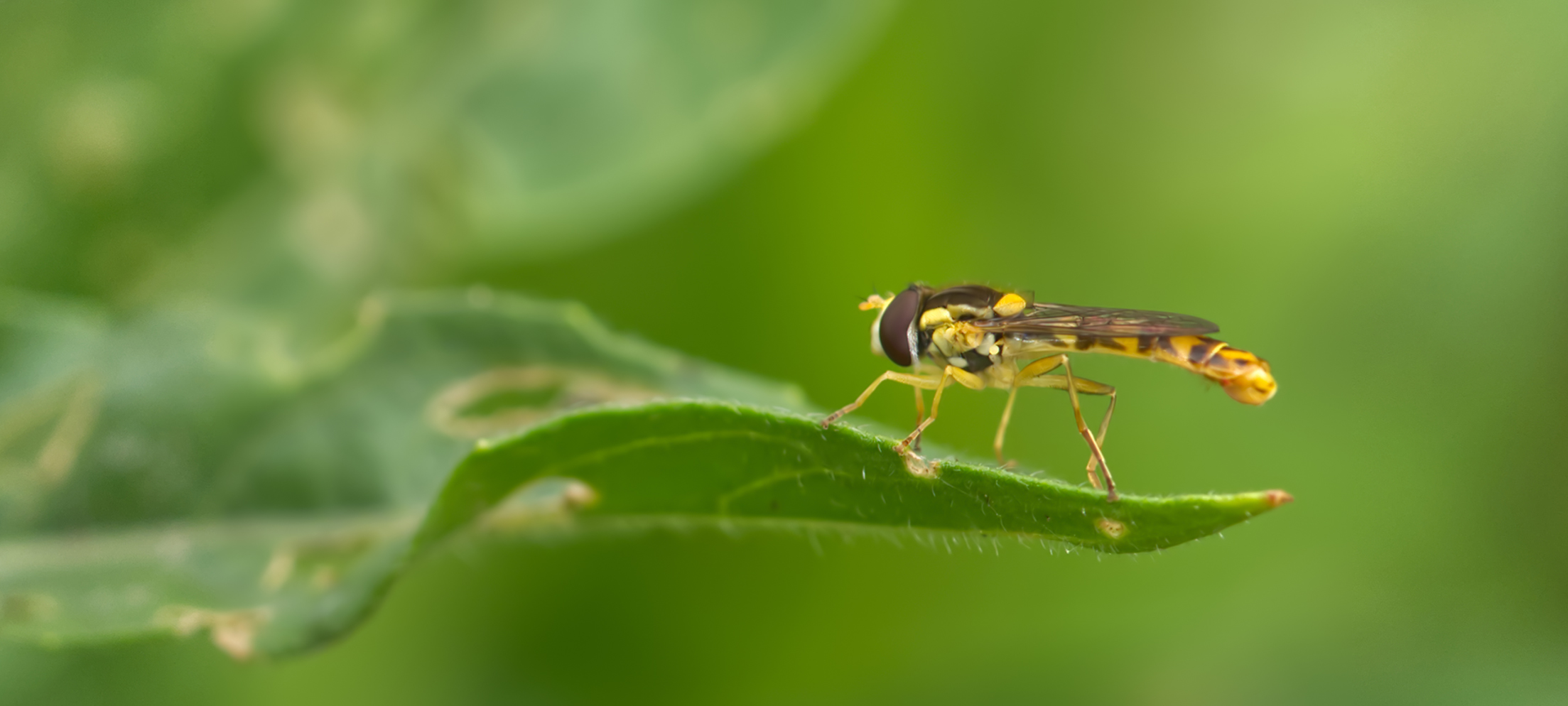 Gemeine Stiftschwebfliege02 (Sphaerophoria scripta)