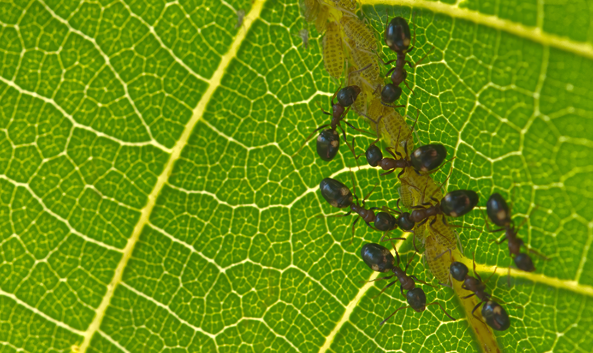 Vierpunktameisen (Dolichoderus quadripunctatus) mit Nachwuchs02