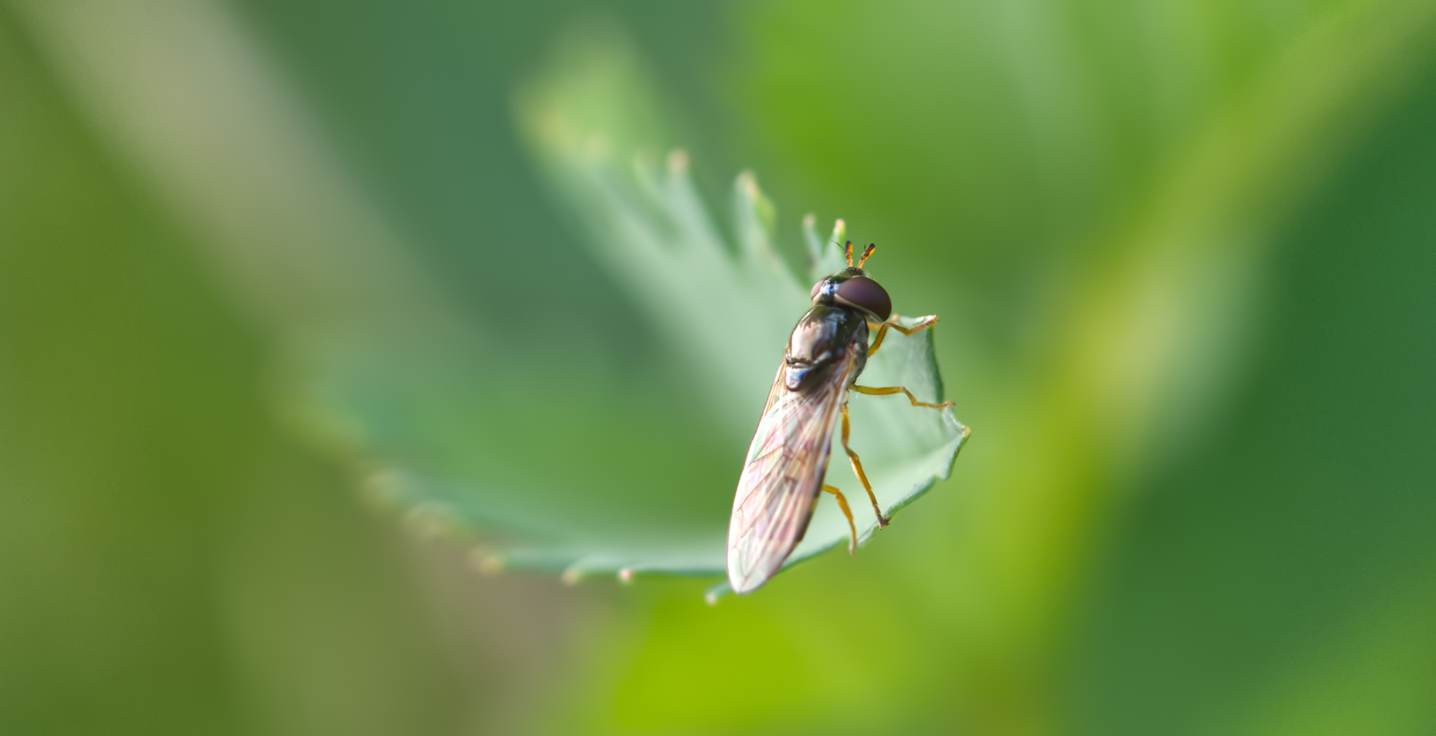 Schwebfliege (Epistrophella euchroma)