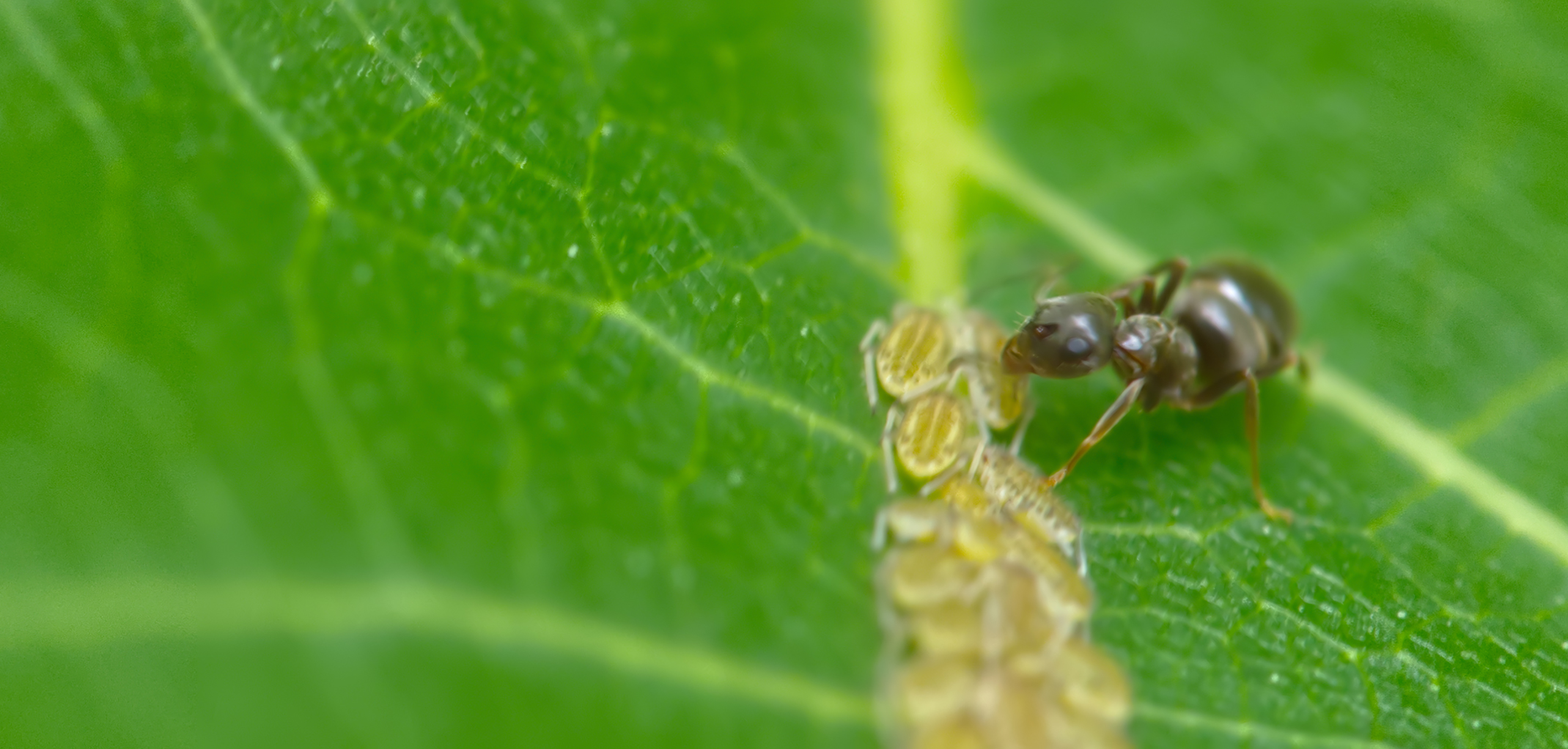 Braune Wegameise beim Nachwuchs01 (Lasius brunneus)