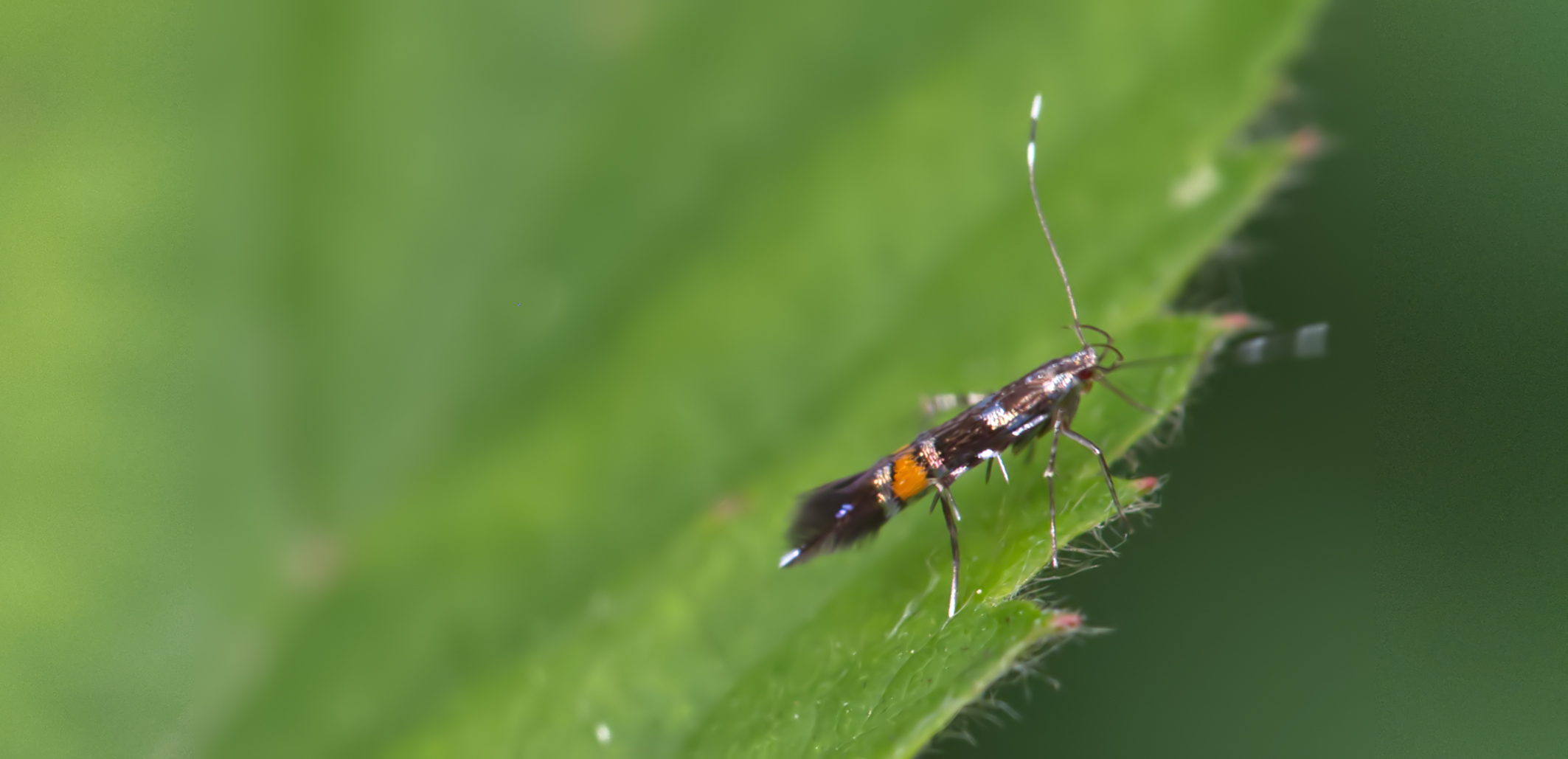 Hopfen-Prachtfalter01 (Cosmopterix zieglerella)