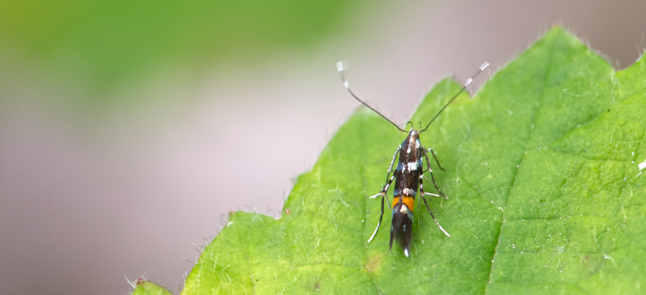 Hopfen-Prachtfalter02 (Cosmopterix zieglerella)