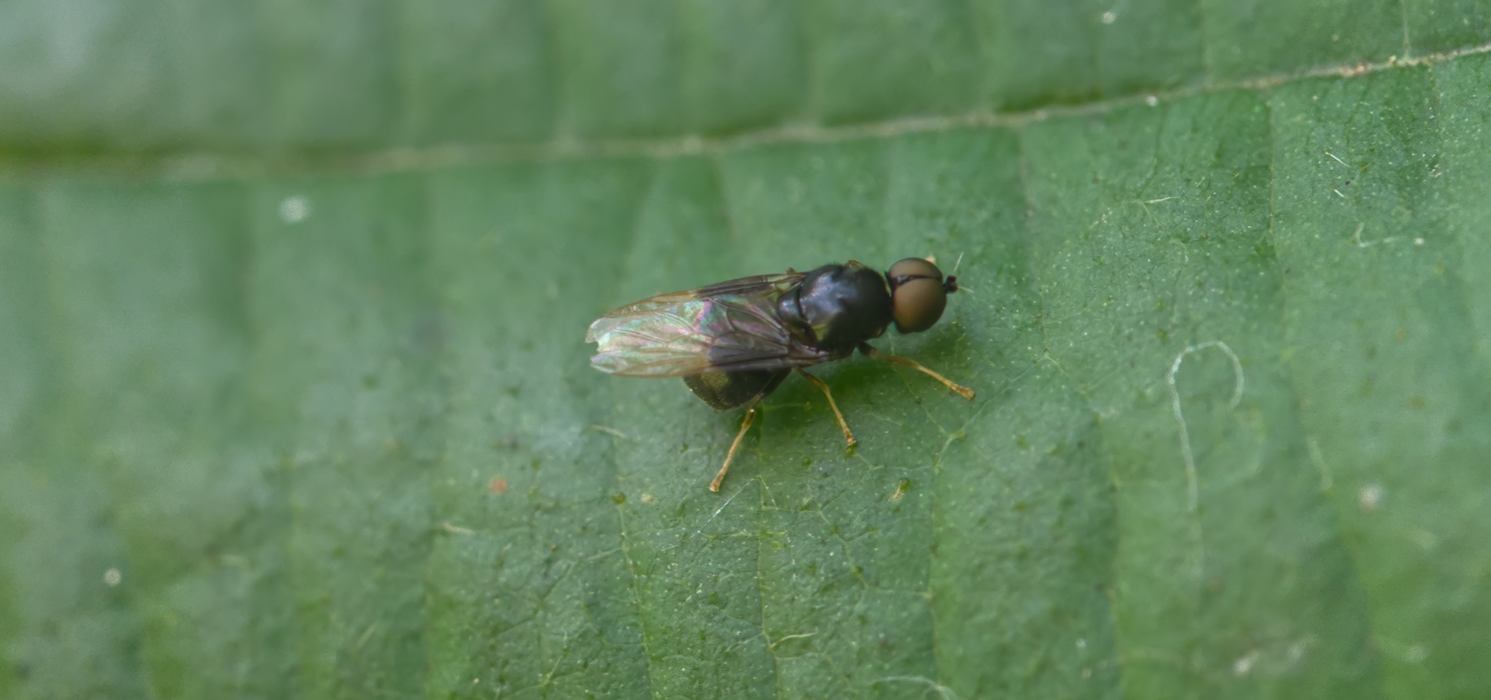 Waffenfliege (Pachygaster atra)