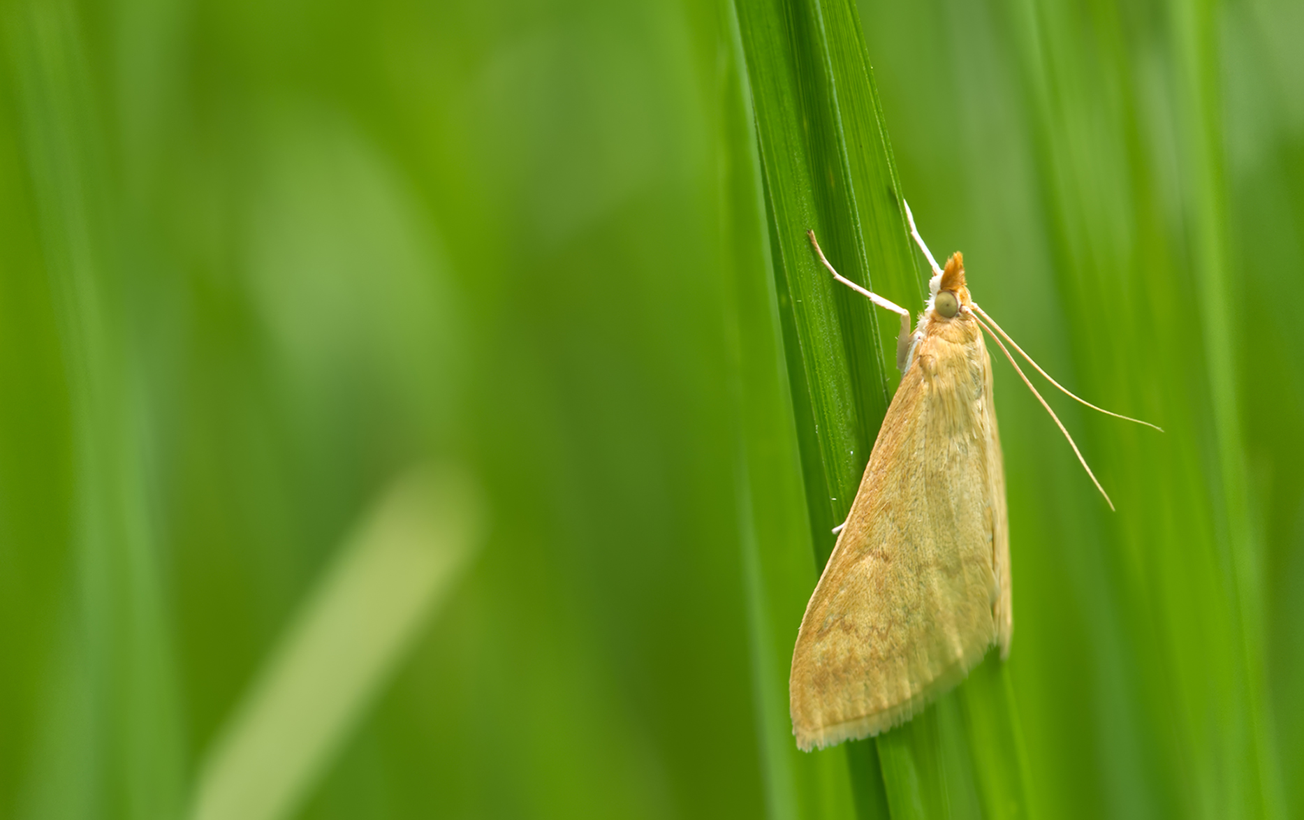 Zünsler (Sitochroa verticalis)