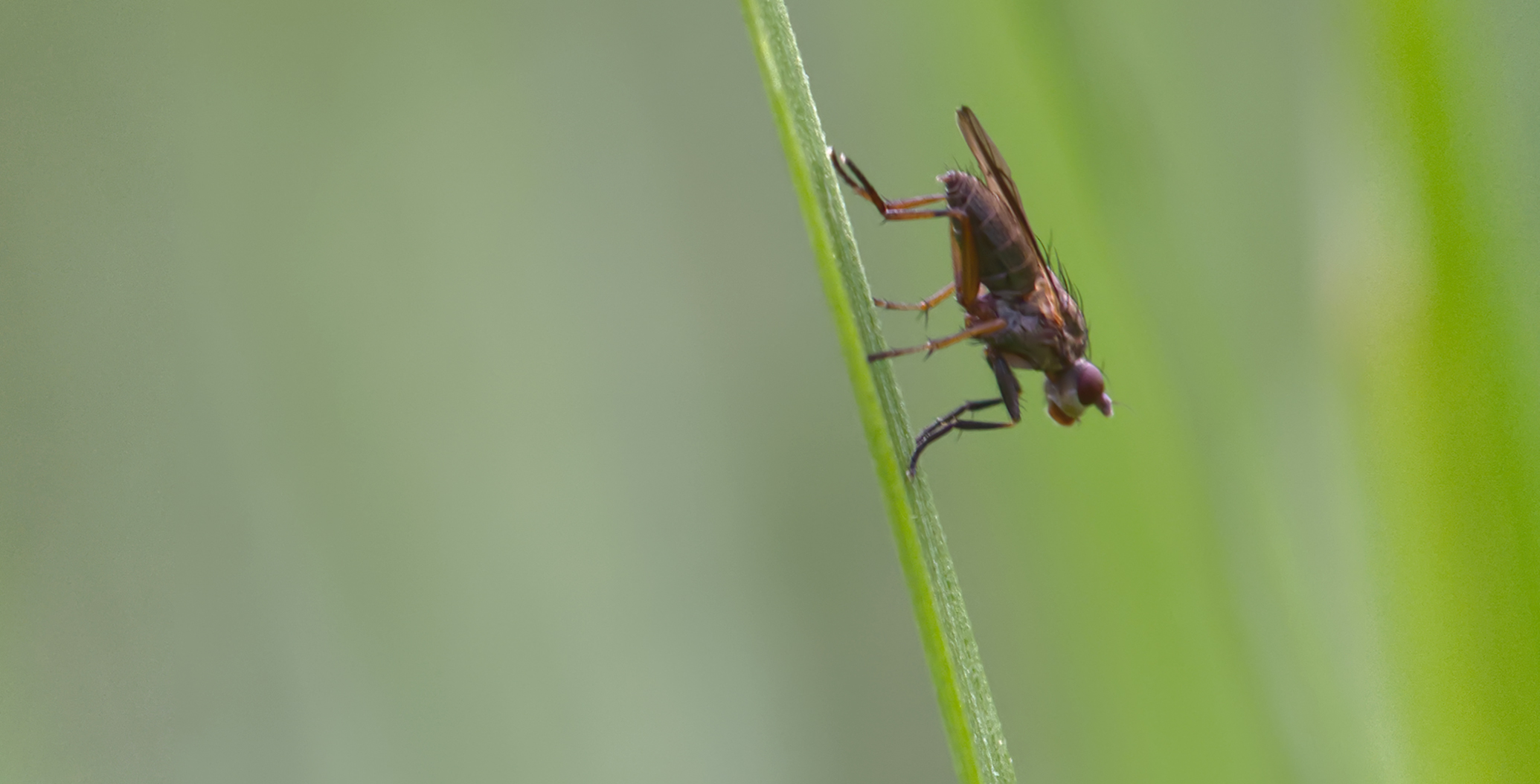 Hornfliege (Pherbellia albocostata)