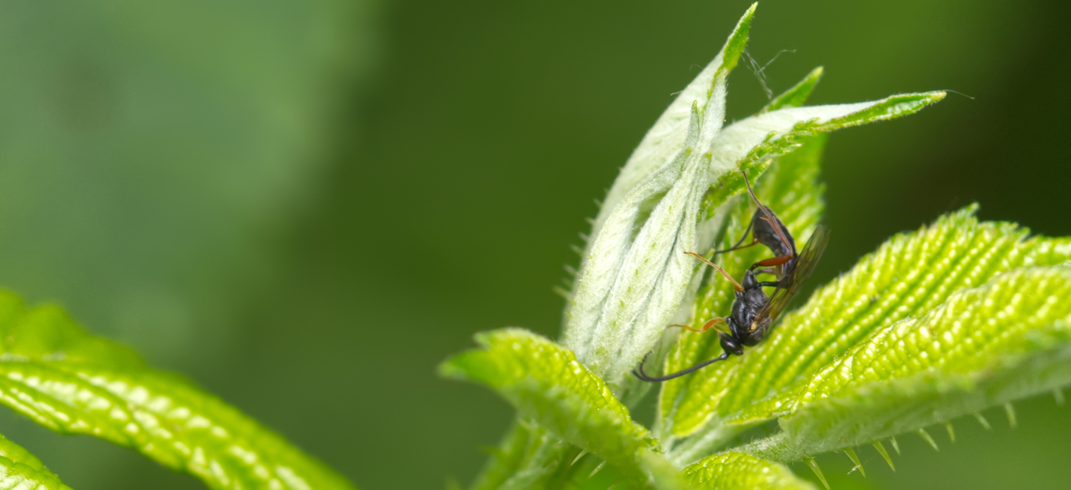 Schwarze Schlupfwespe02 (Pimpla rufipes)