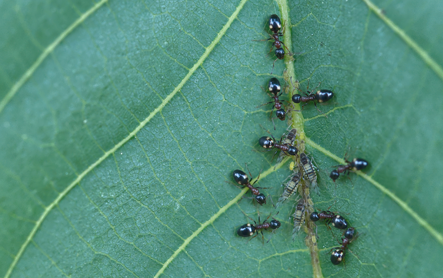 Vierpunktameisen (Dolichoderus quadripunctatus) mit Nachwuchs01