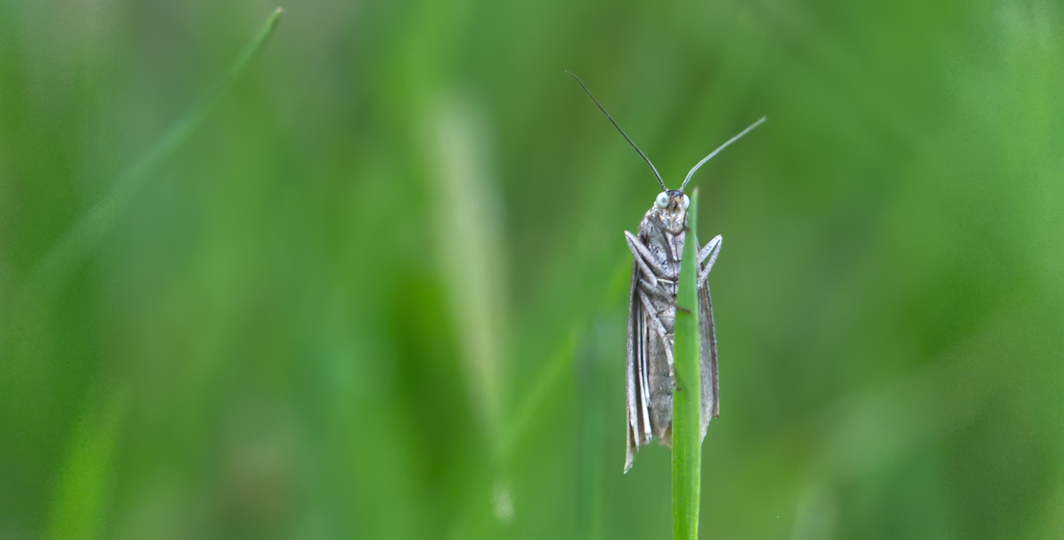 Rispengraszünsler02 (Chrysteuchia culmella)