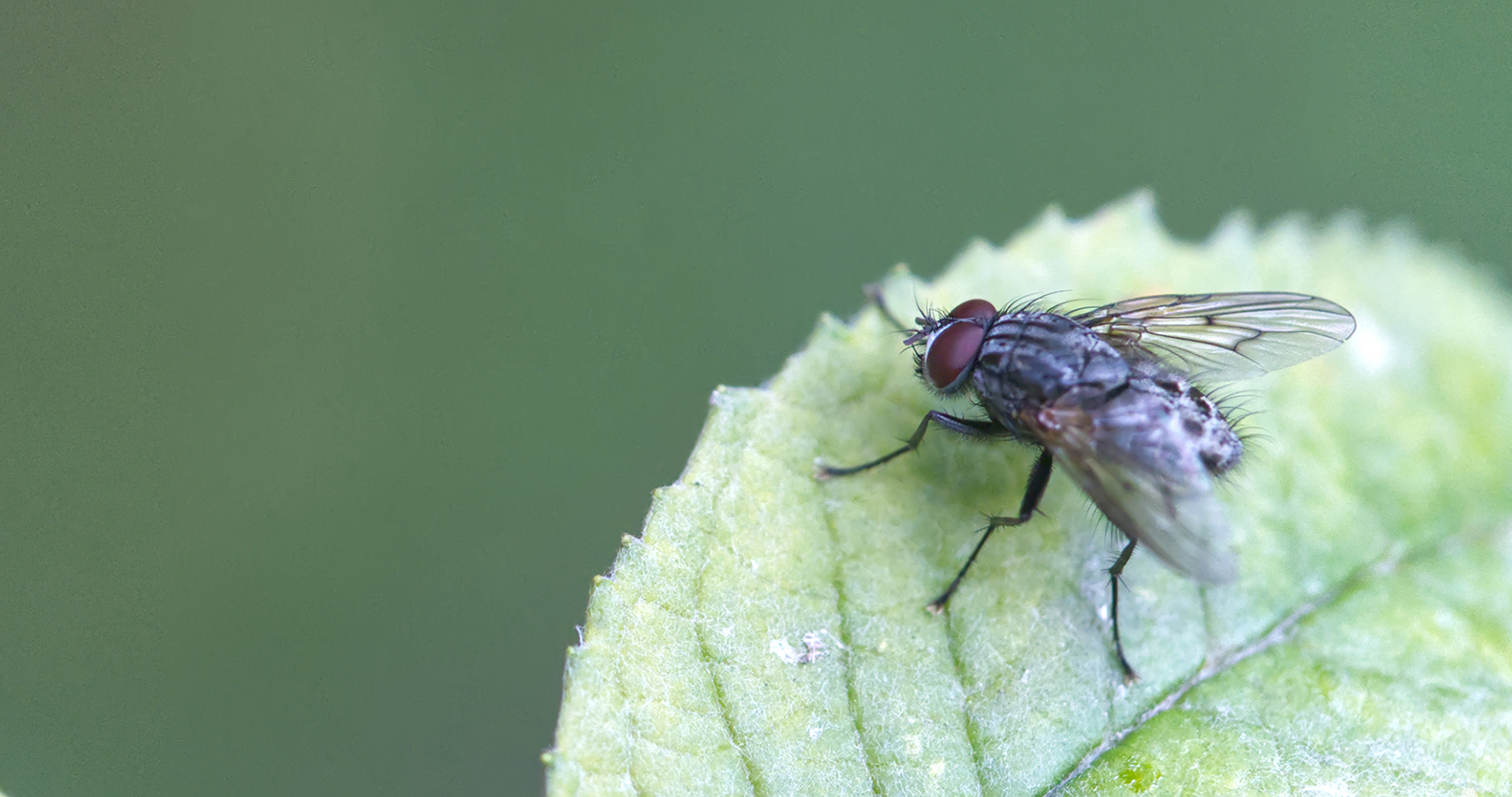 Echte Fliege (Helina evecta)