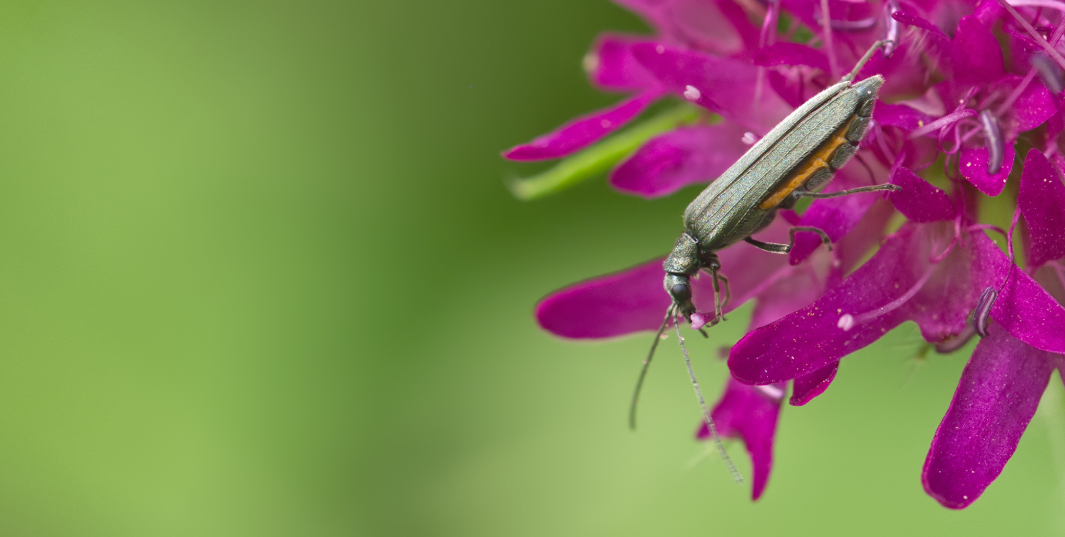 Graugrüner Schenkelkäfer (Oedemera virescens)