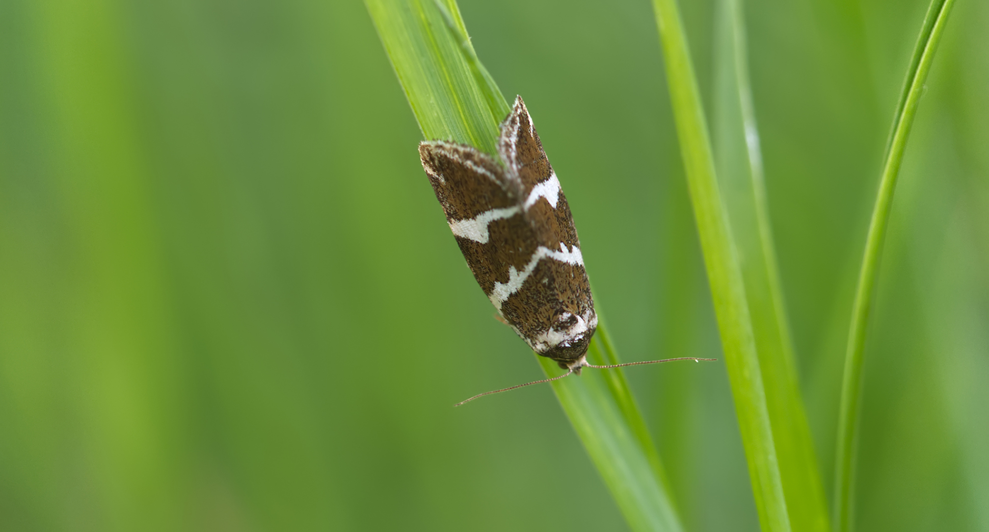 Silbereulchen (Deltote bankiana)