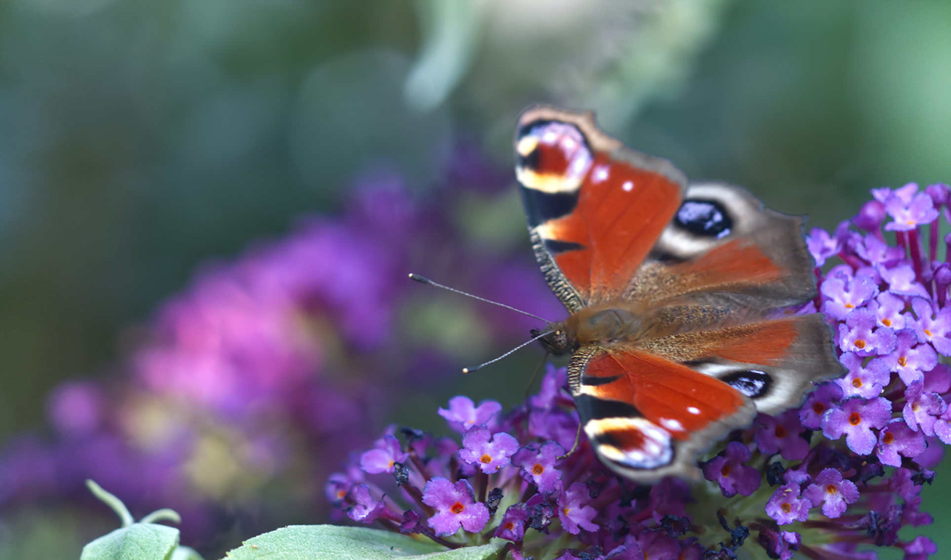 Tagpfauenauge01 (Aglais io)