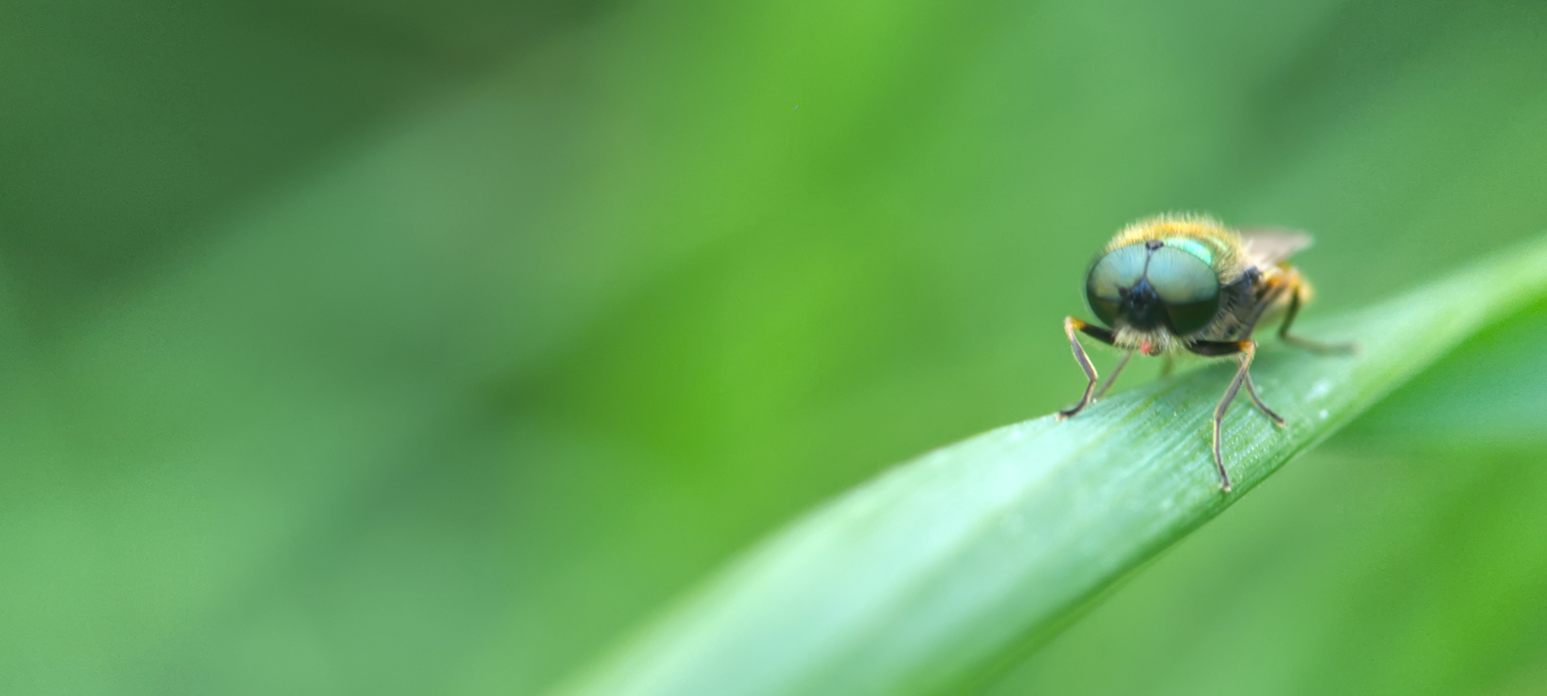 Waffenfliege (Chloromyia formosa02)
