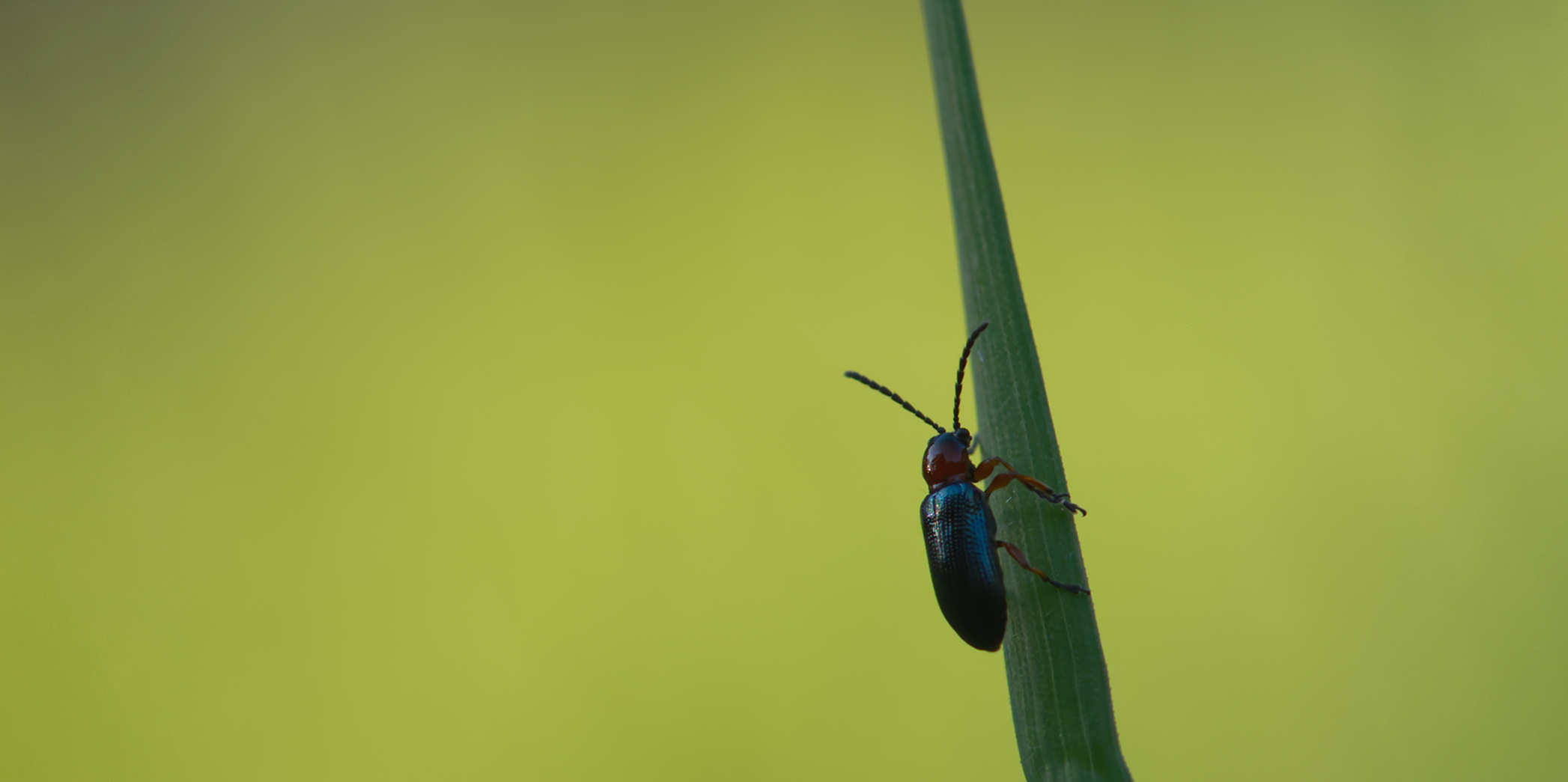 Getreidehähnchen (Oulema melanopus/duftschmidi)