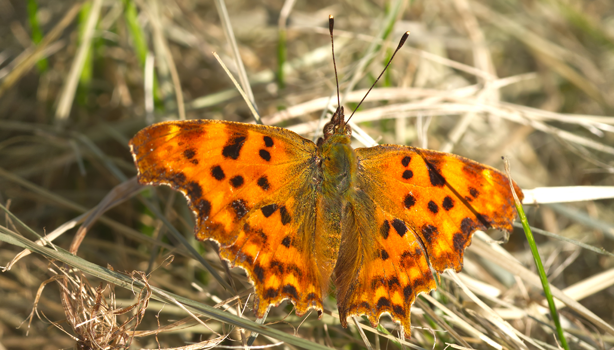 C-Falter (Polygonia c-album)